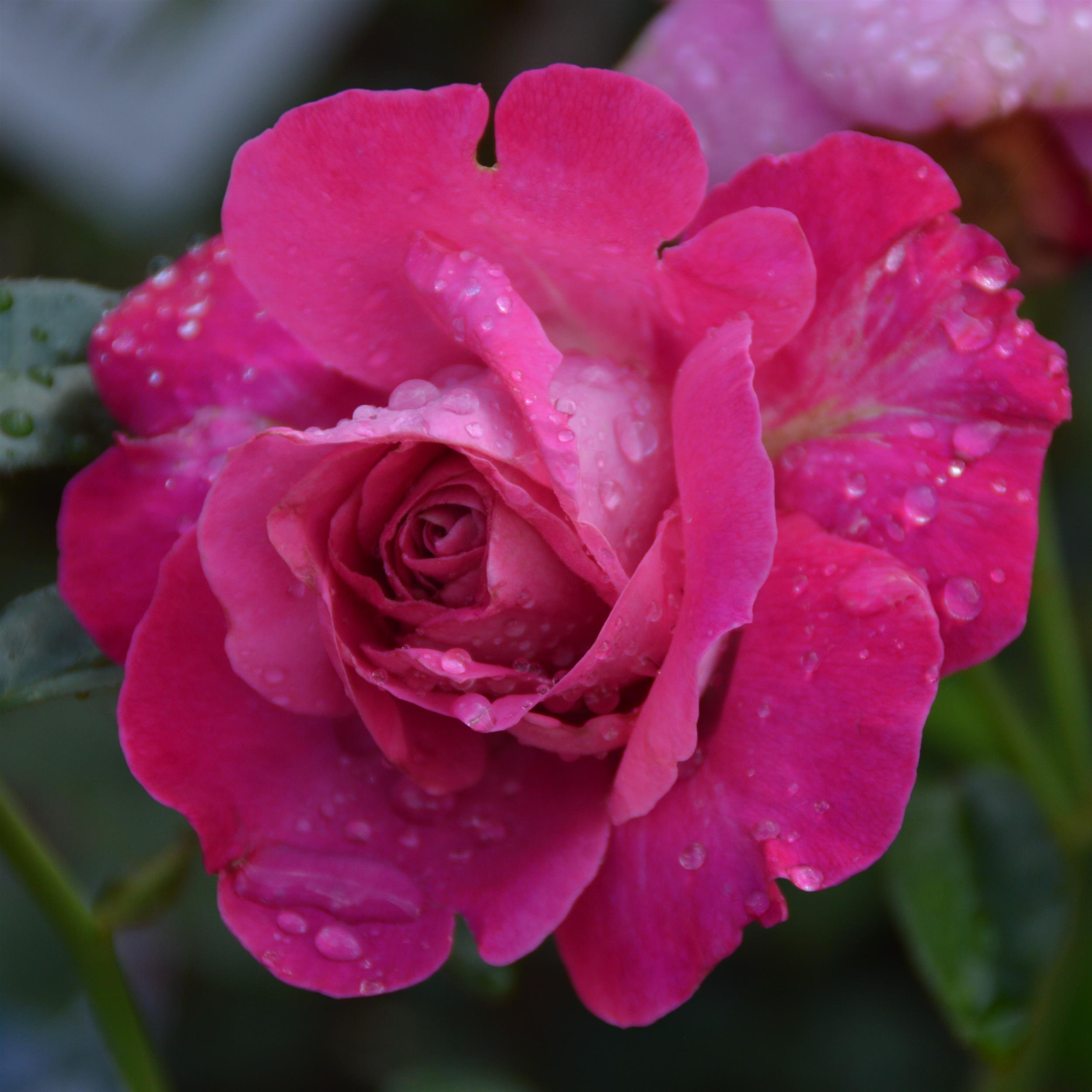 Baronne E. de Rothschild