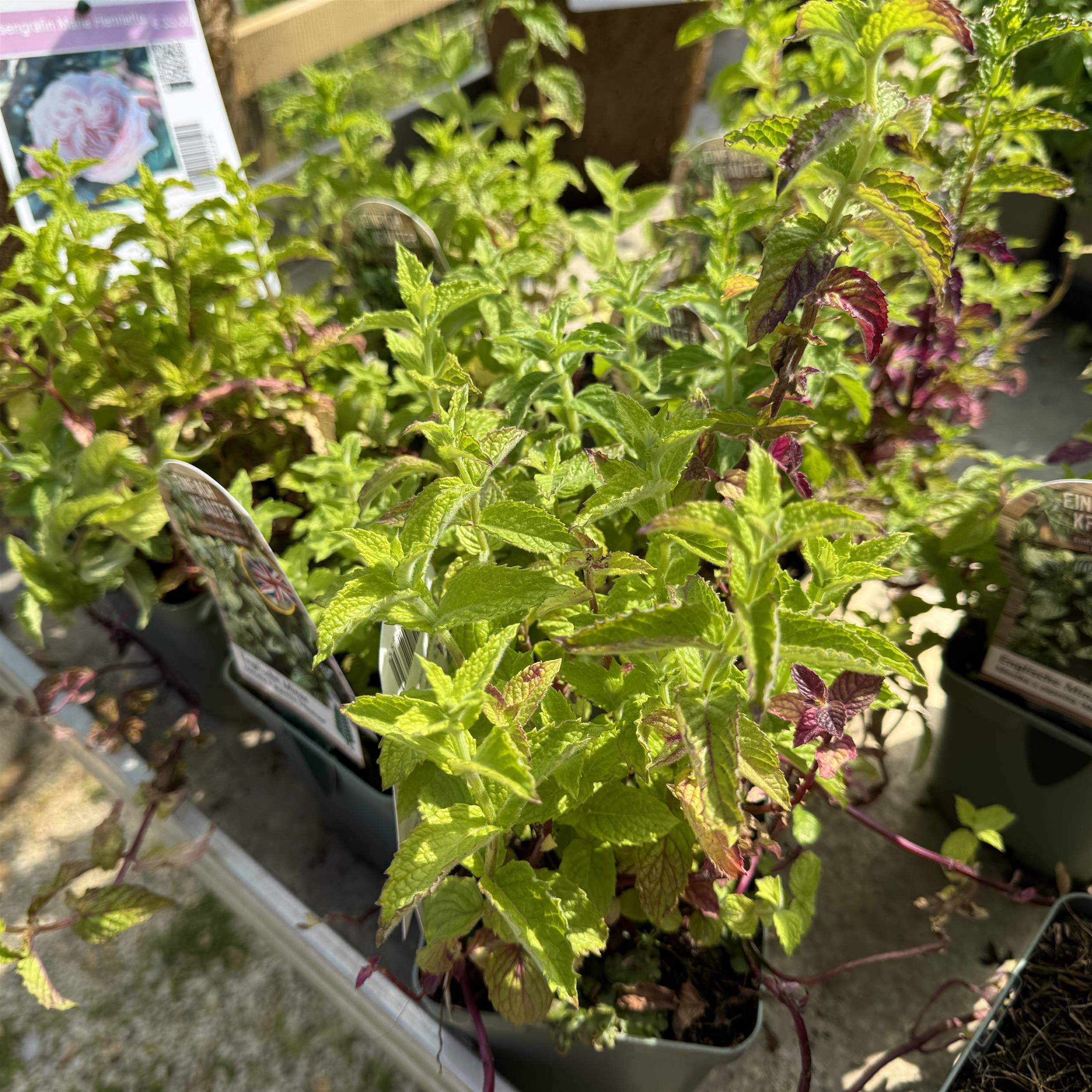 Mentha x piperita 'Mitcham' 1L