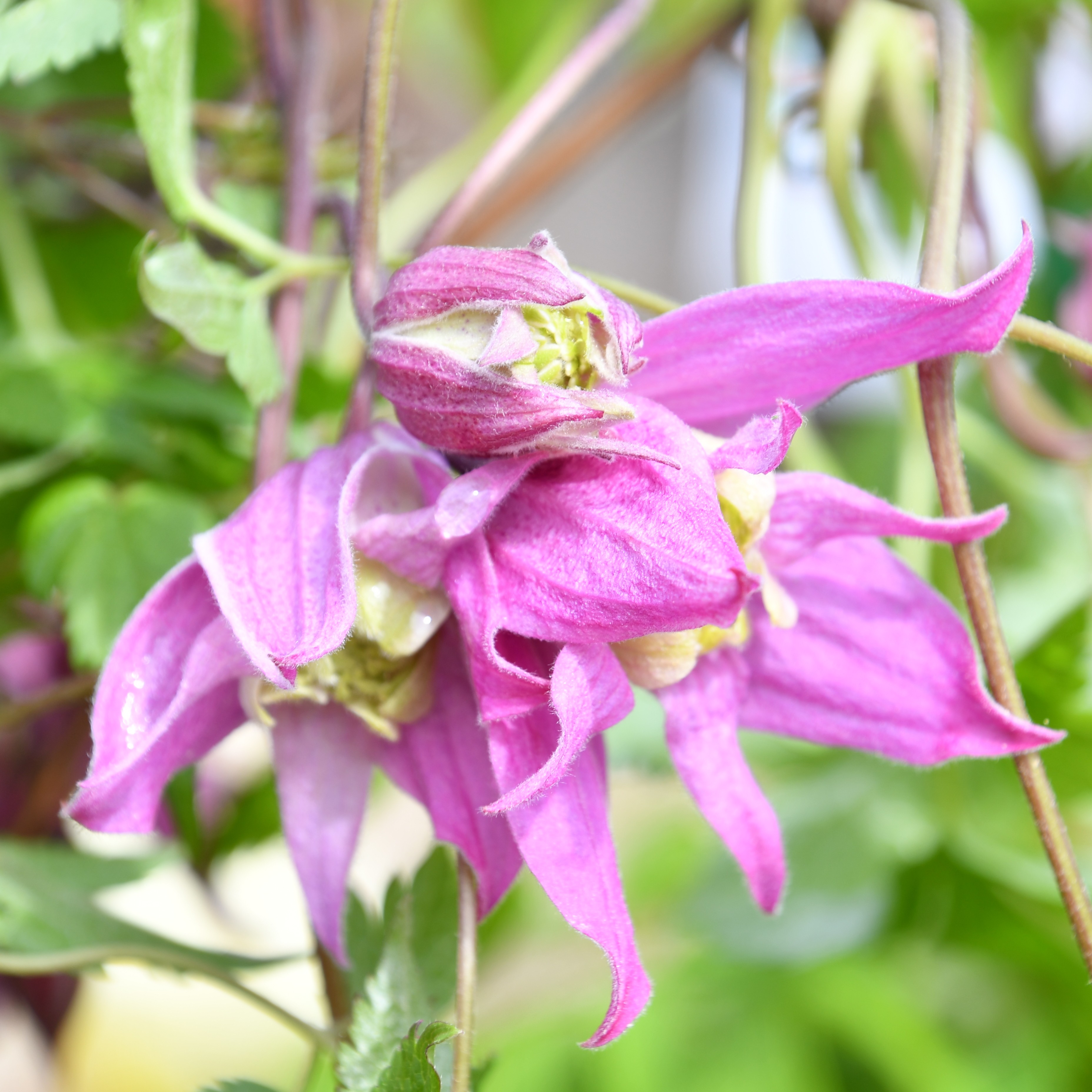 Clematis alp. koreana Jette