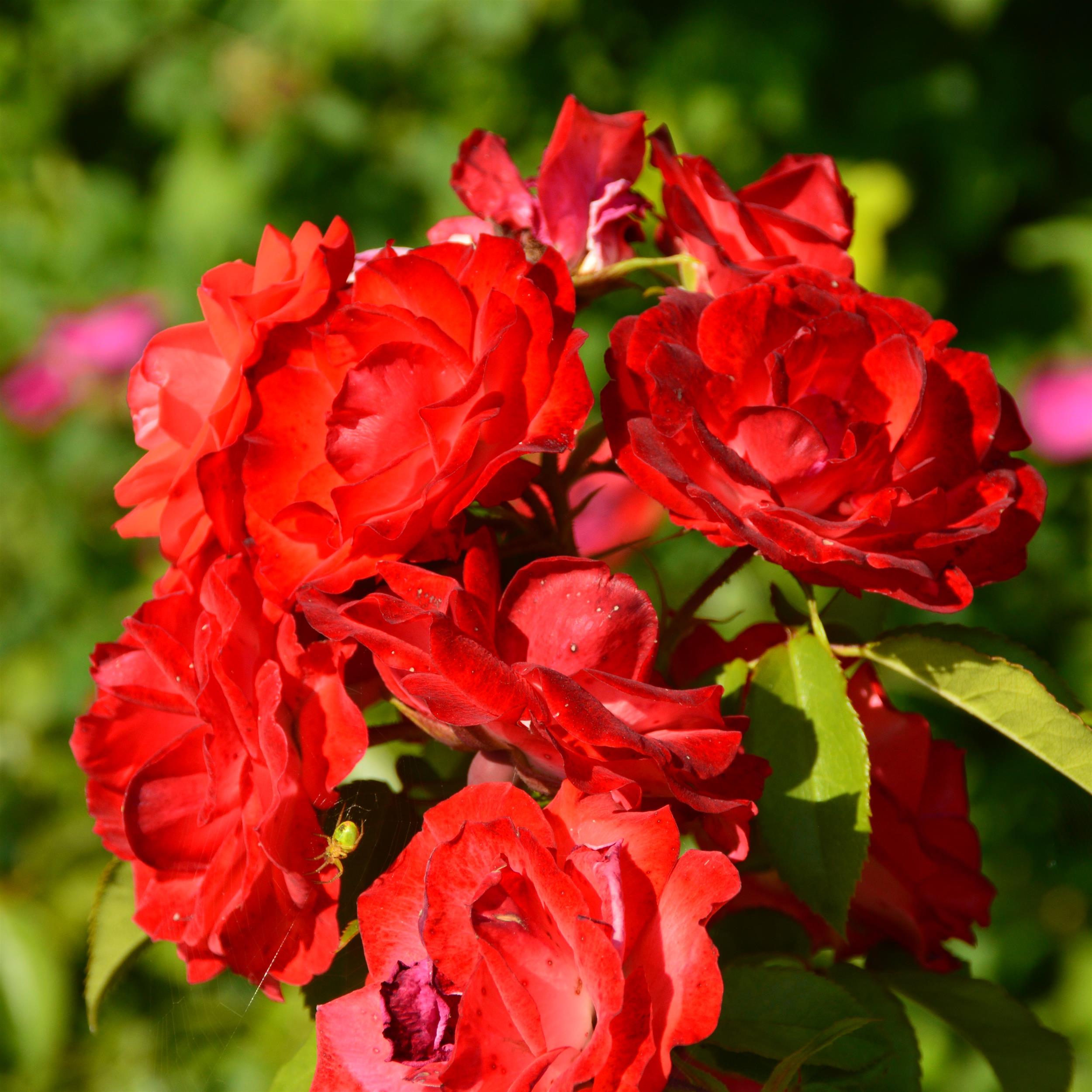 Planten und Bloomen