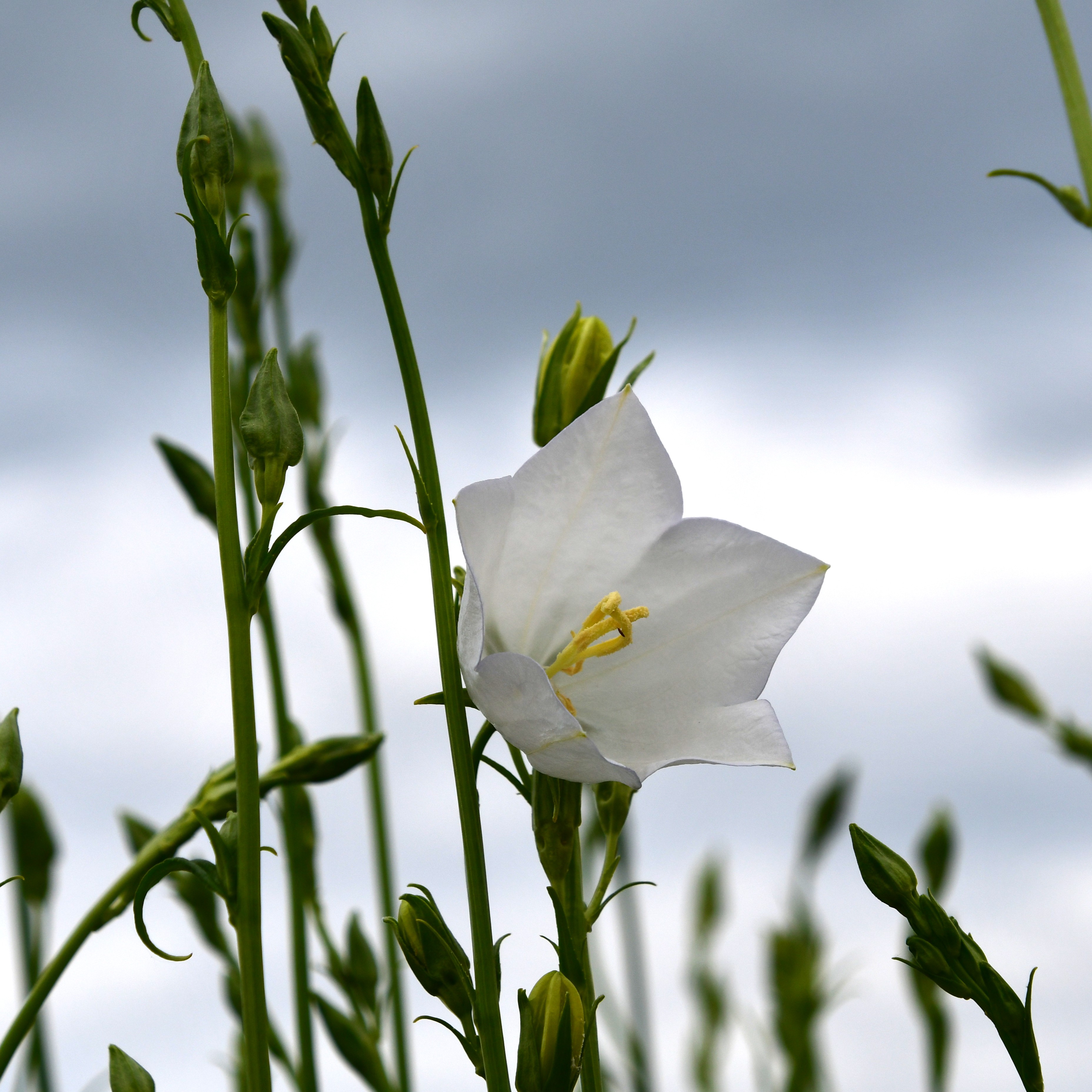 Campanula persicifolia ´Grandiflora Alba` 1L