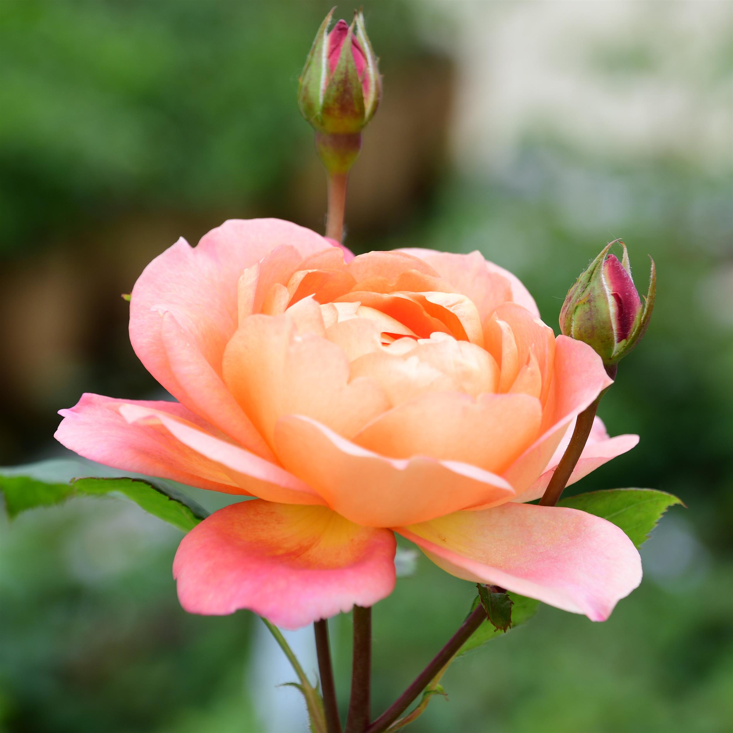 Lady of Shalott