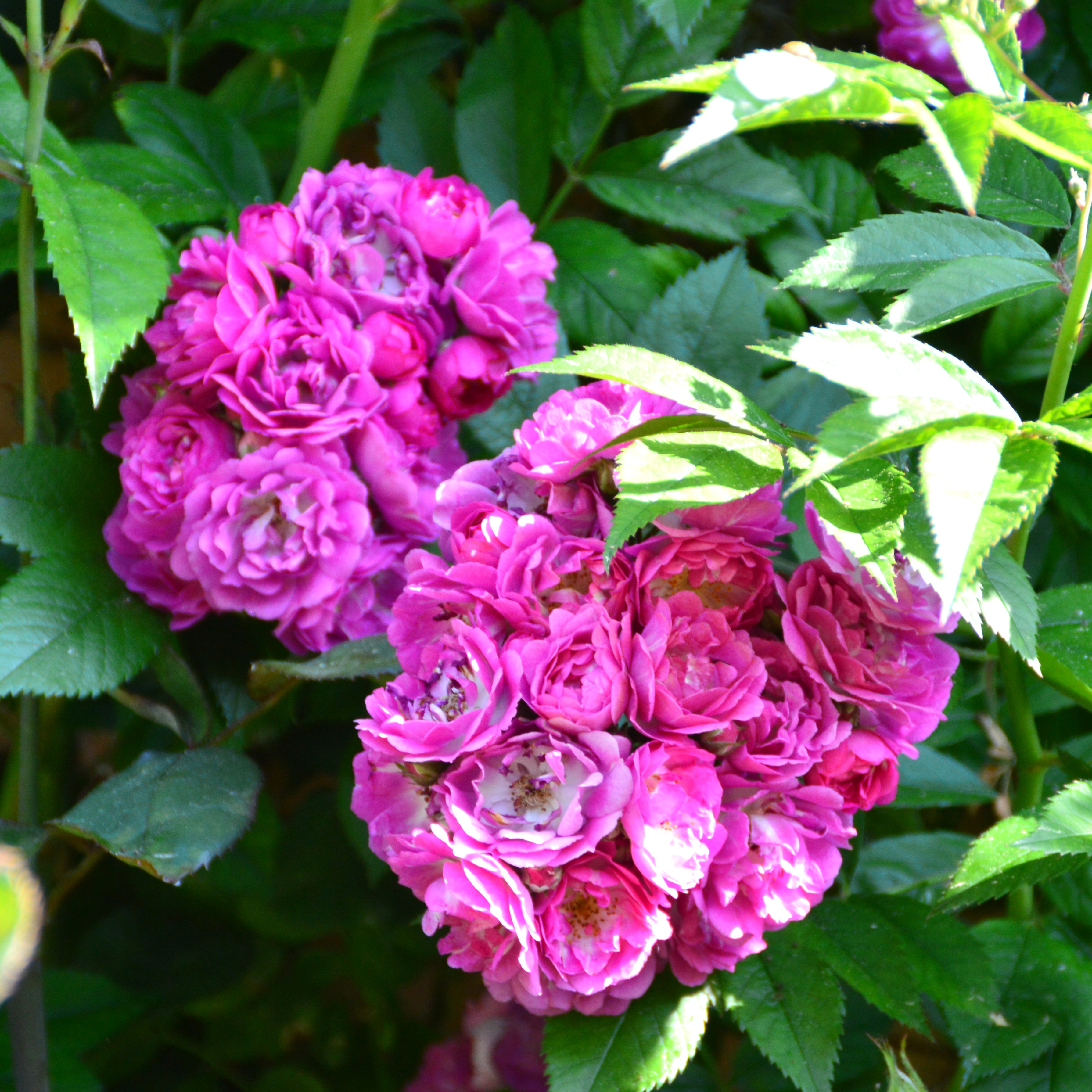 Bleu Magenta