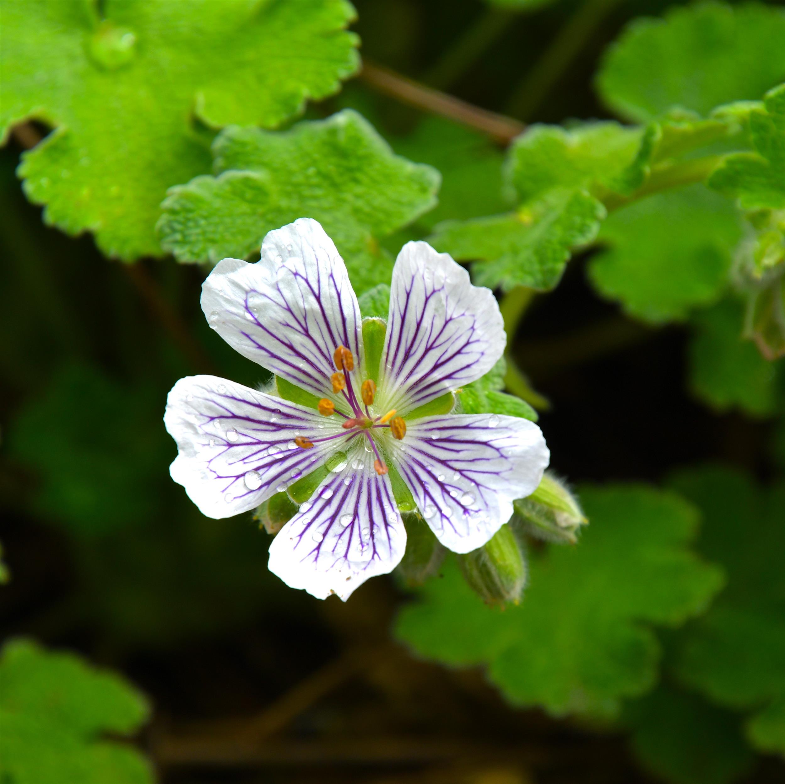 Geranium renardii