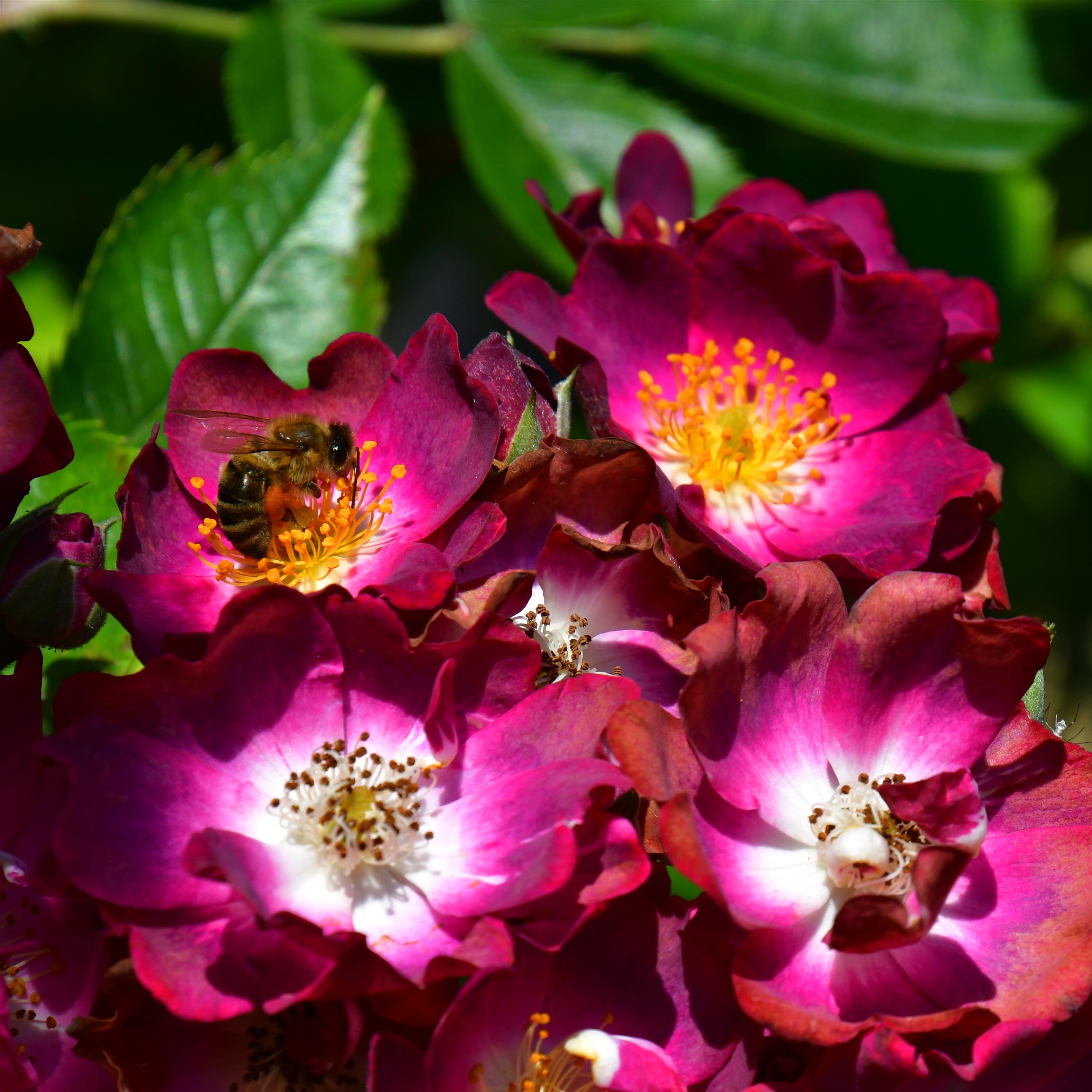 The Bishop´s Rambler