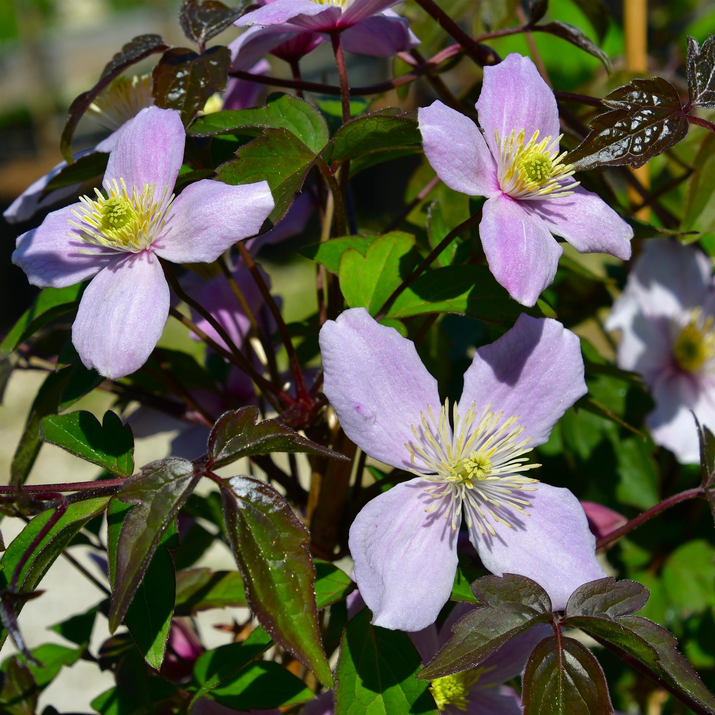 Clematis montana 'Odorata'