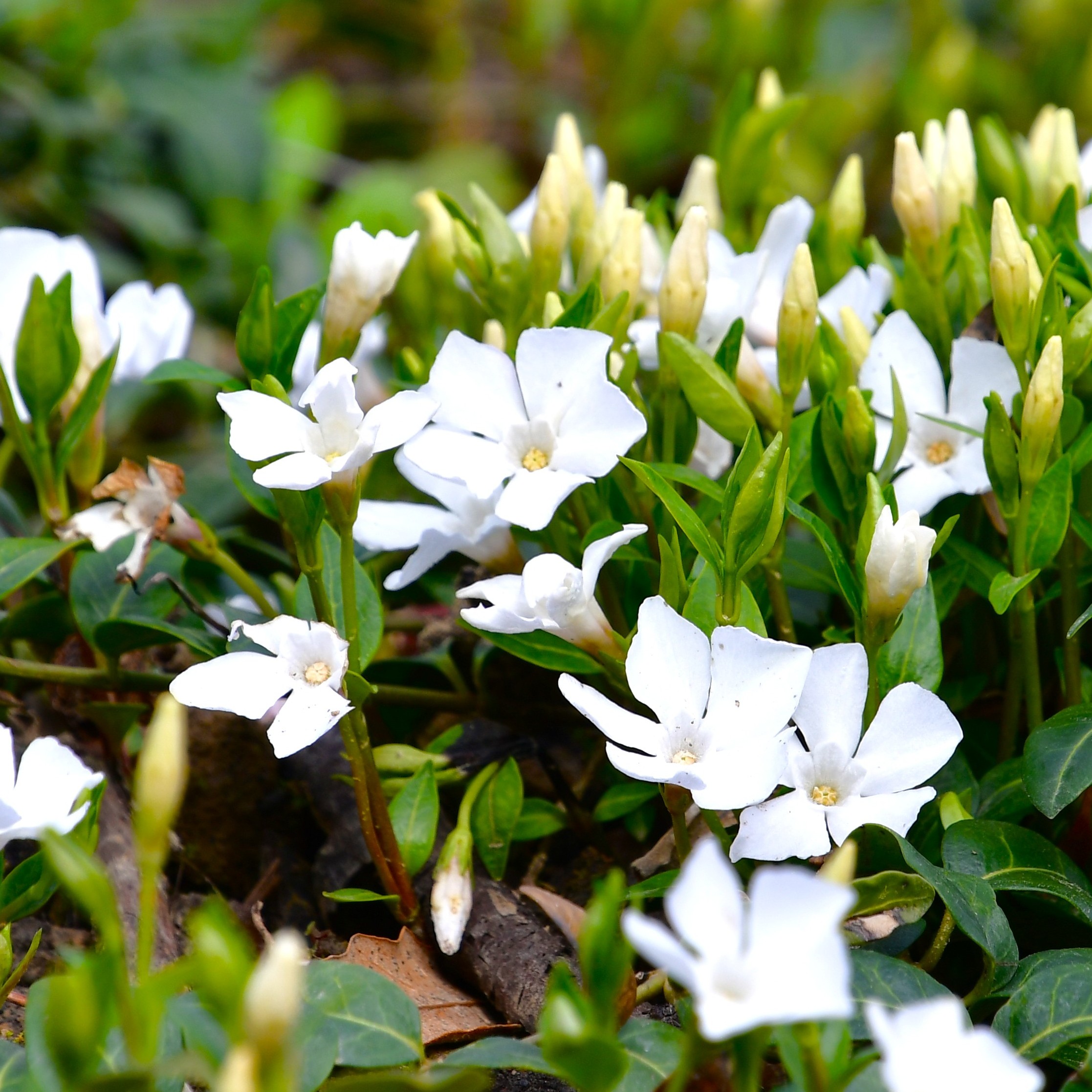 Vinca minor 'Alba'