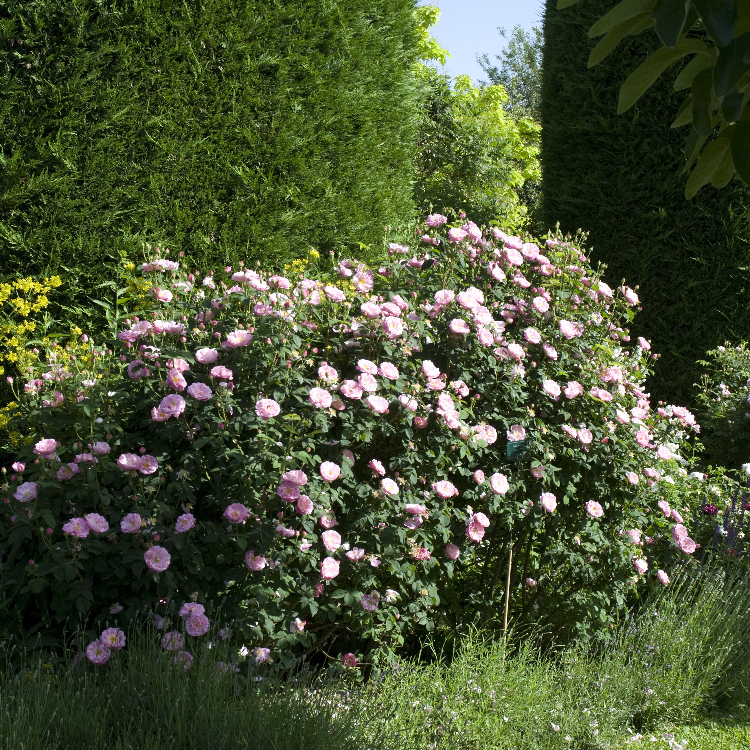 Ispahan / Pompon des Princes