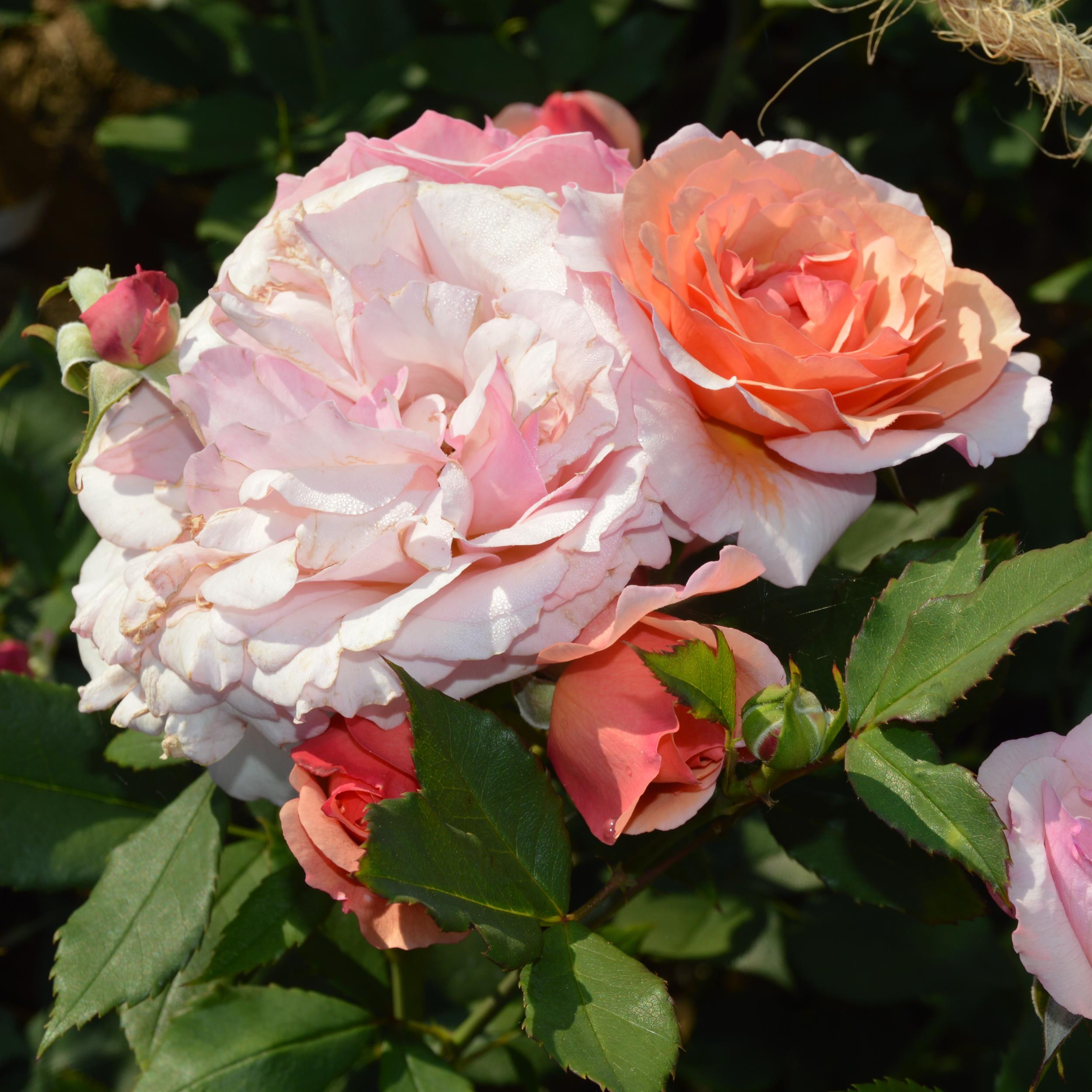 Georgette´s Lace