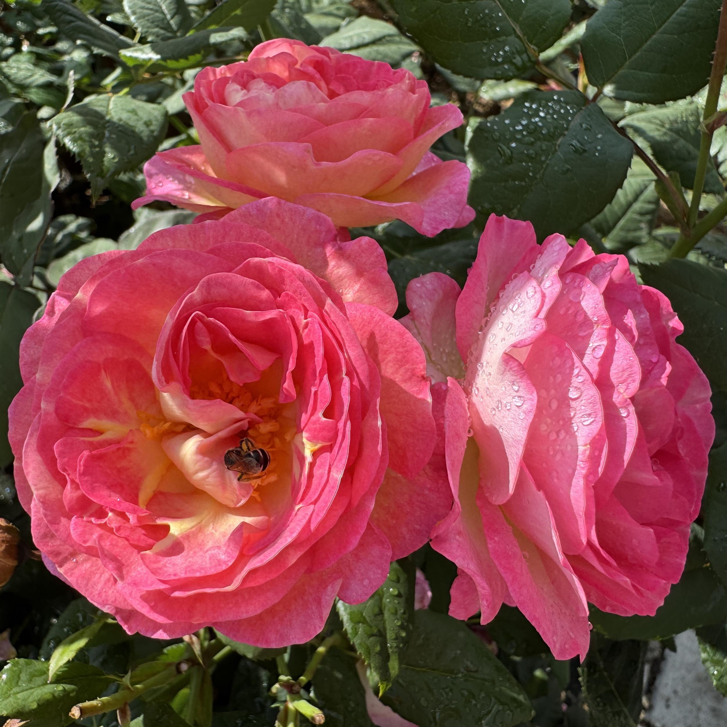 Mme de Stael
