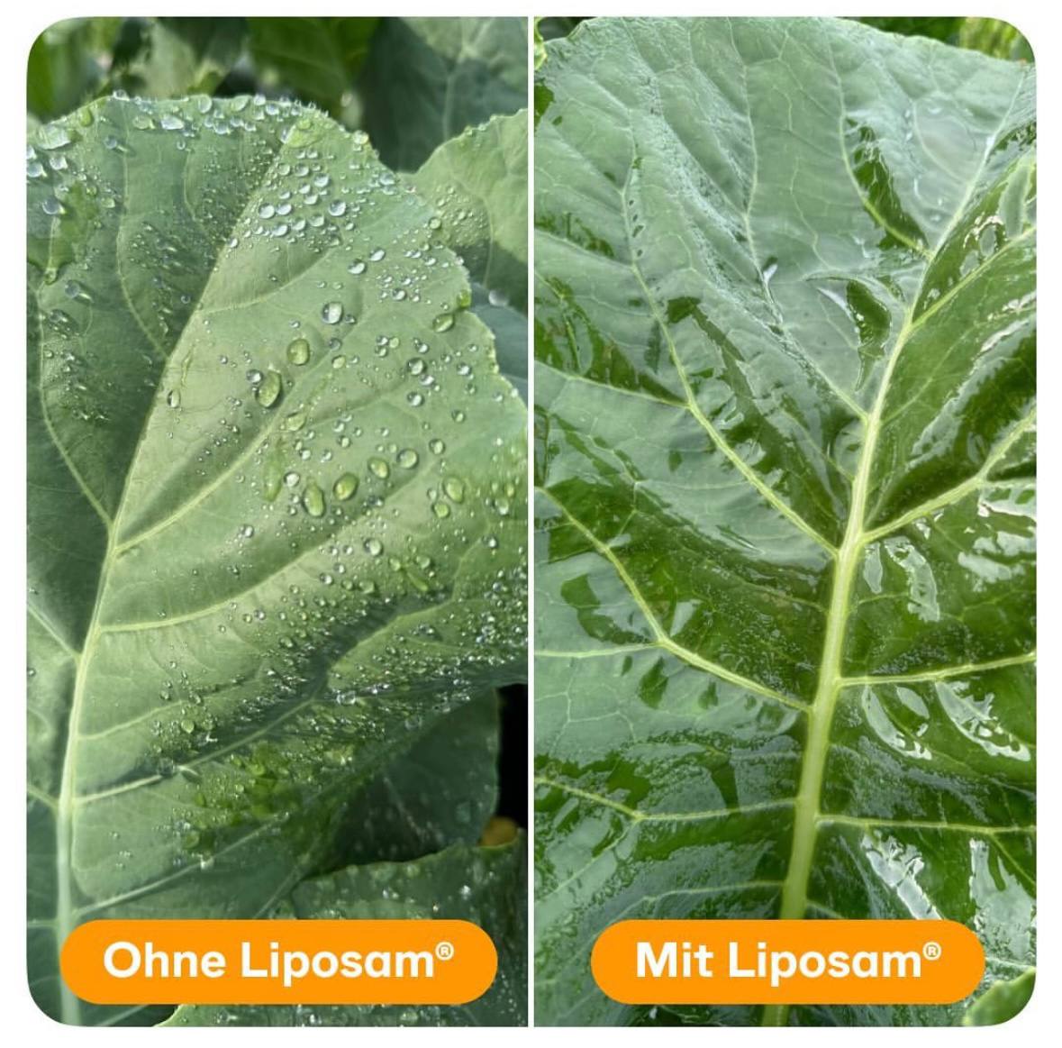 Biohaftmittel Liposam® 500