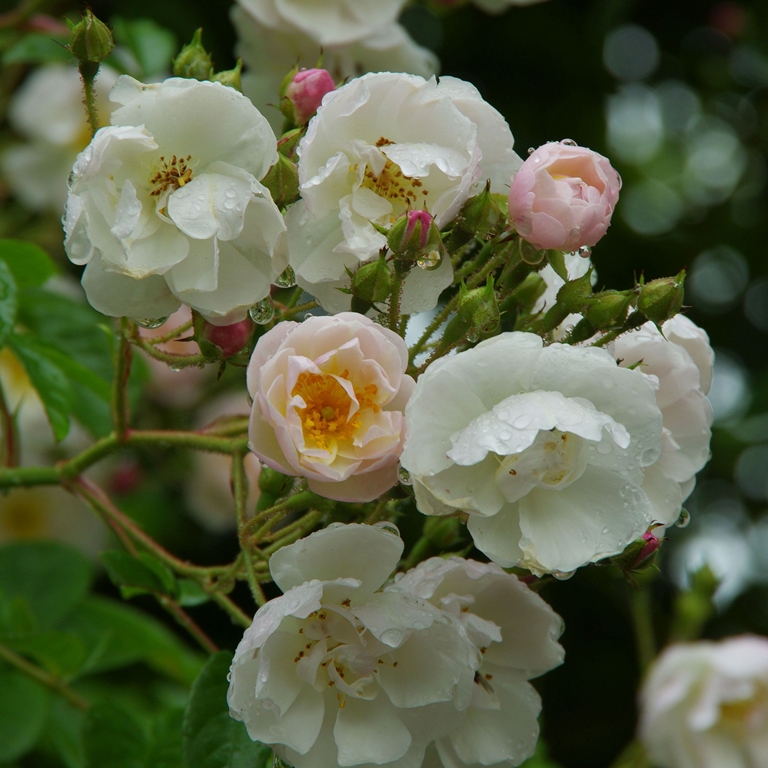 Brenda Colvin