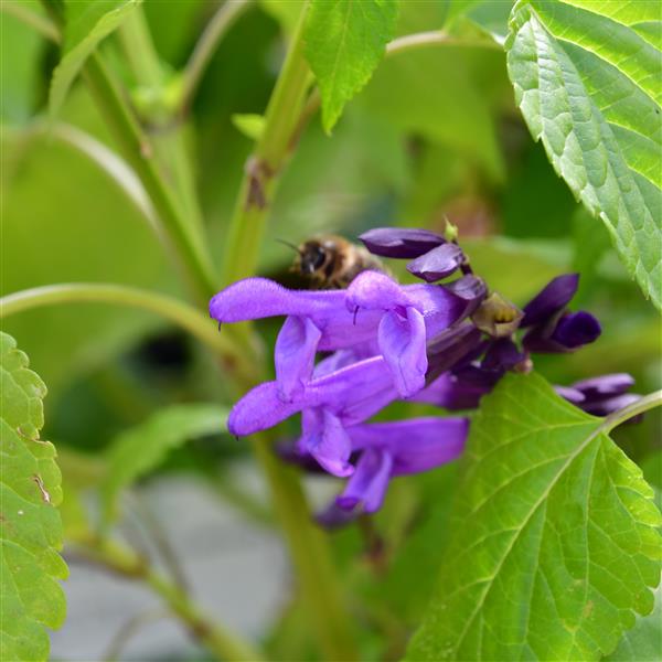 Salvia Salgoon Lake Garda 3L