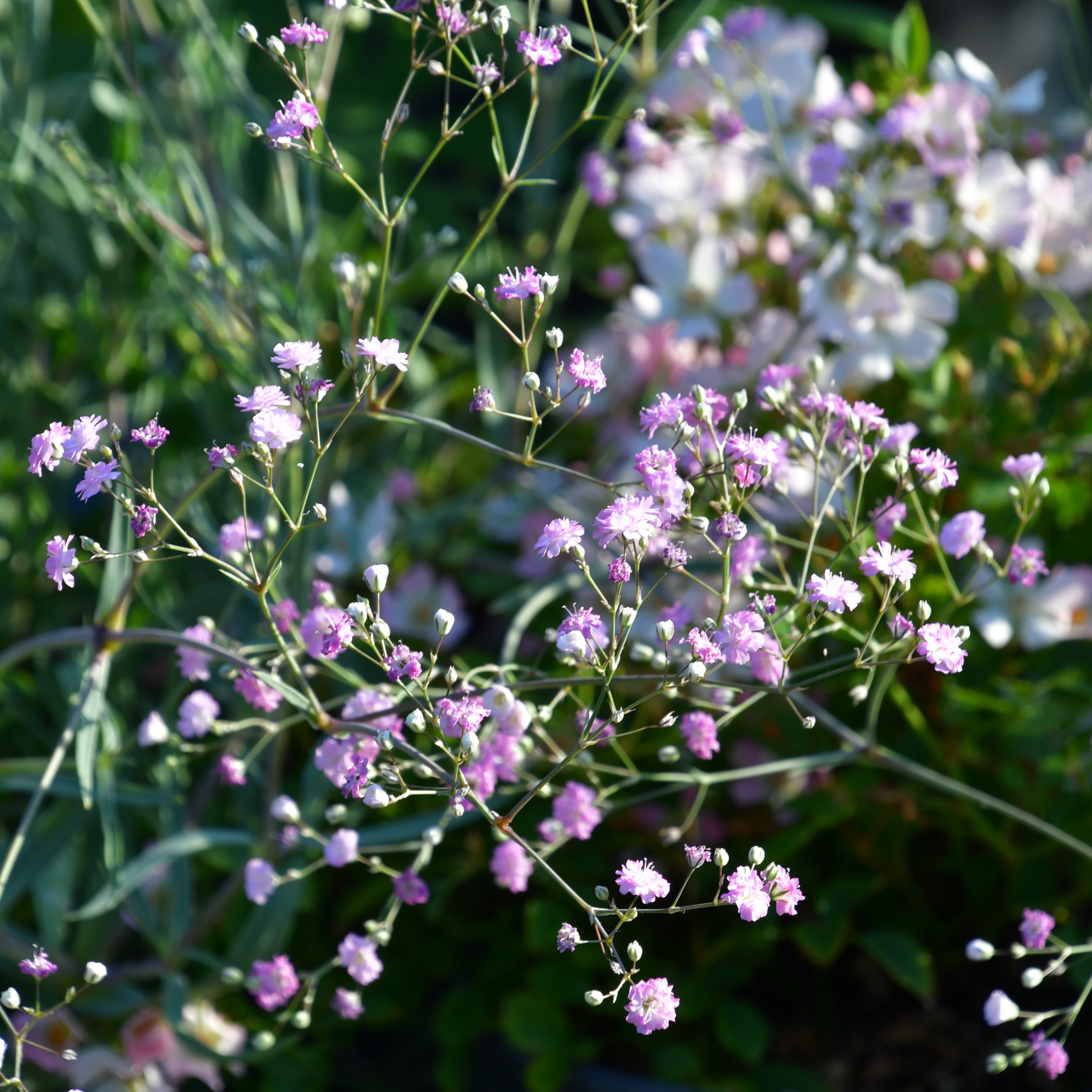 Gypsophila repens 'Rosenschleier' 3L