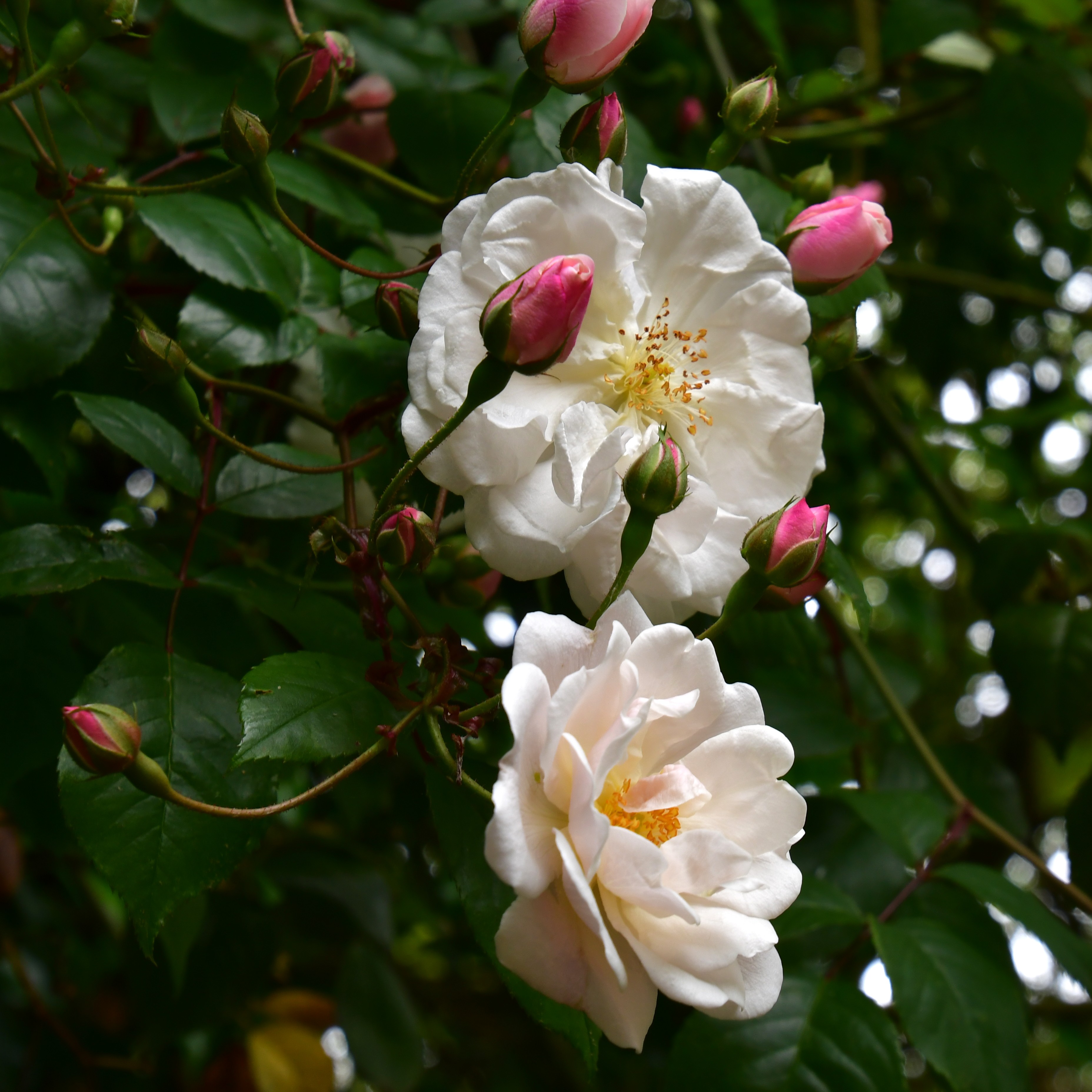 Adelaide d´Orleans