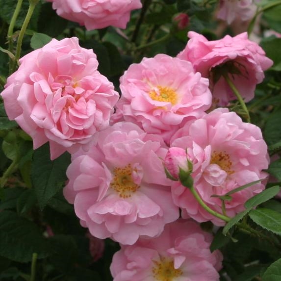 Belle Amour