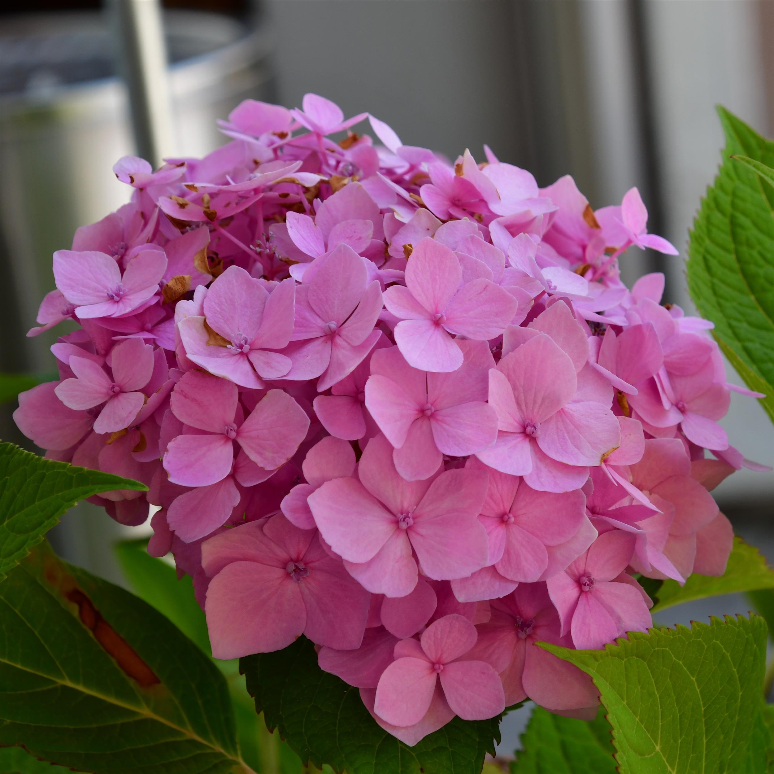 Hydrangea Endless Summer The Original