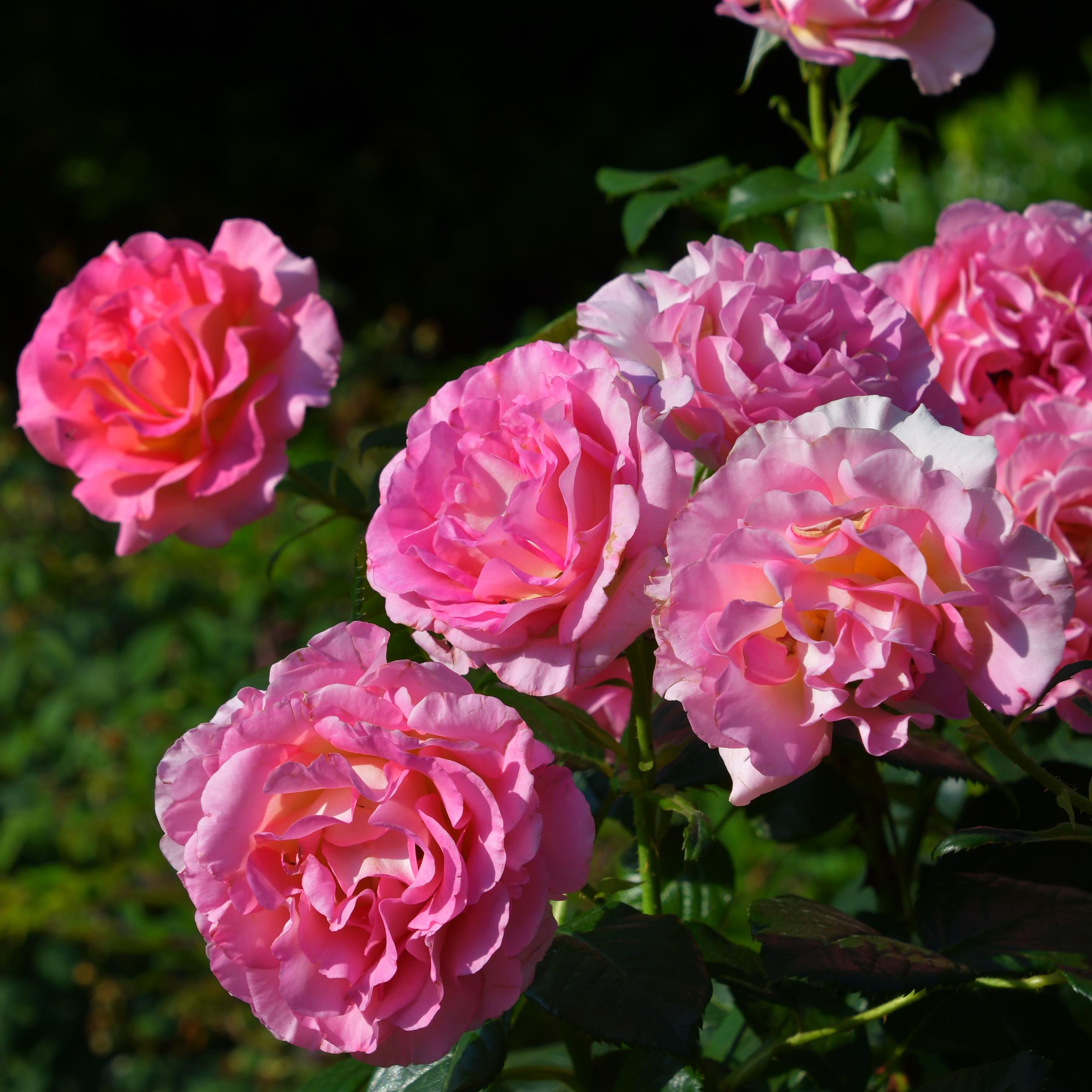 Pink Paradise - Stammrose 90 cm