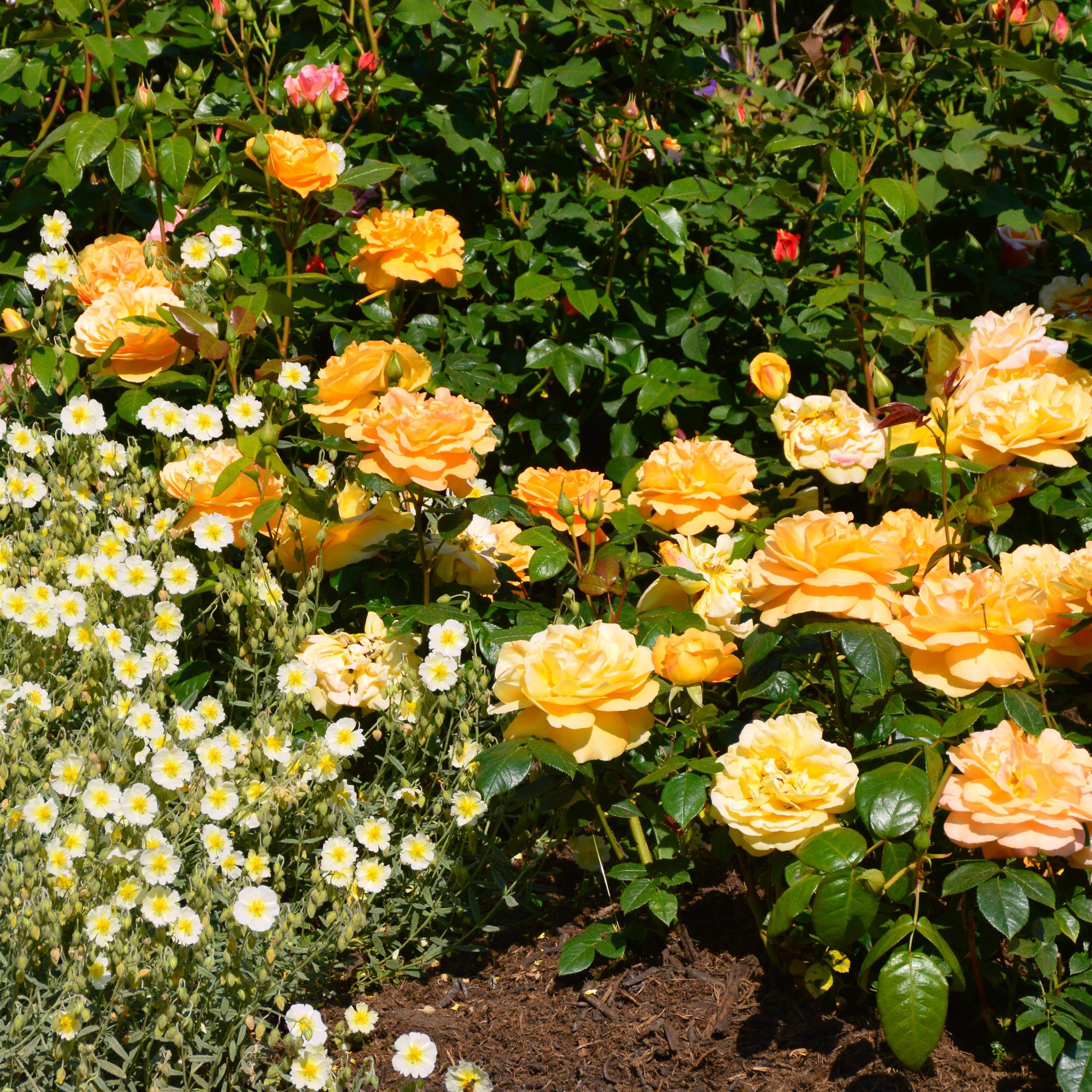 Bernstein Rose