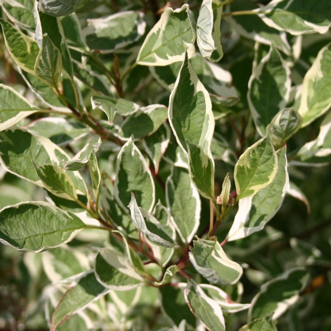 Cornus alba 'Elegantissima'