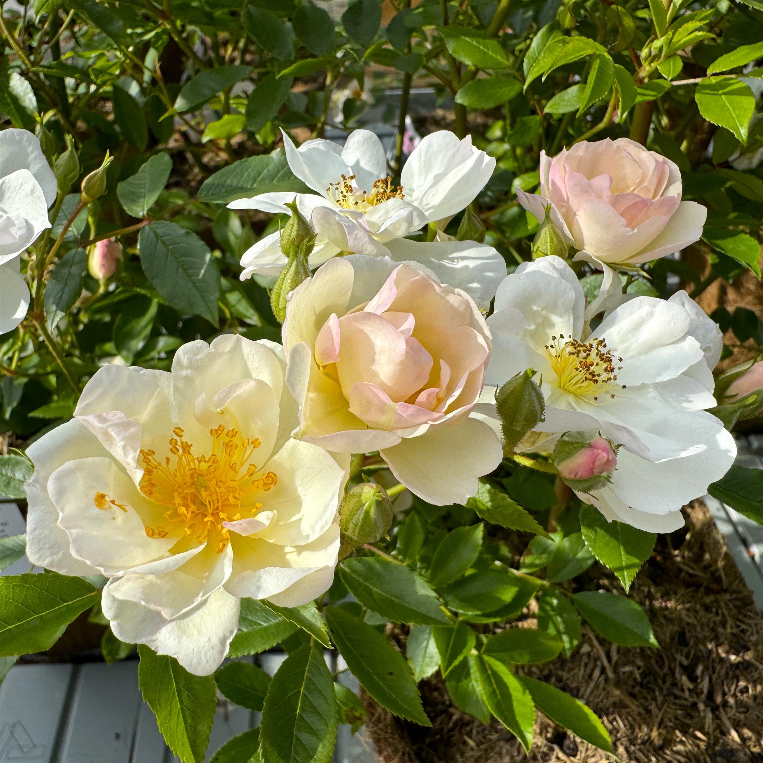 Penelope Hobhouse - Stammrose 110 cm