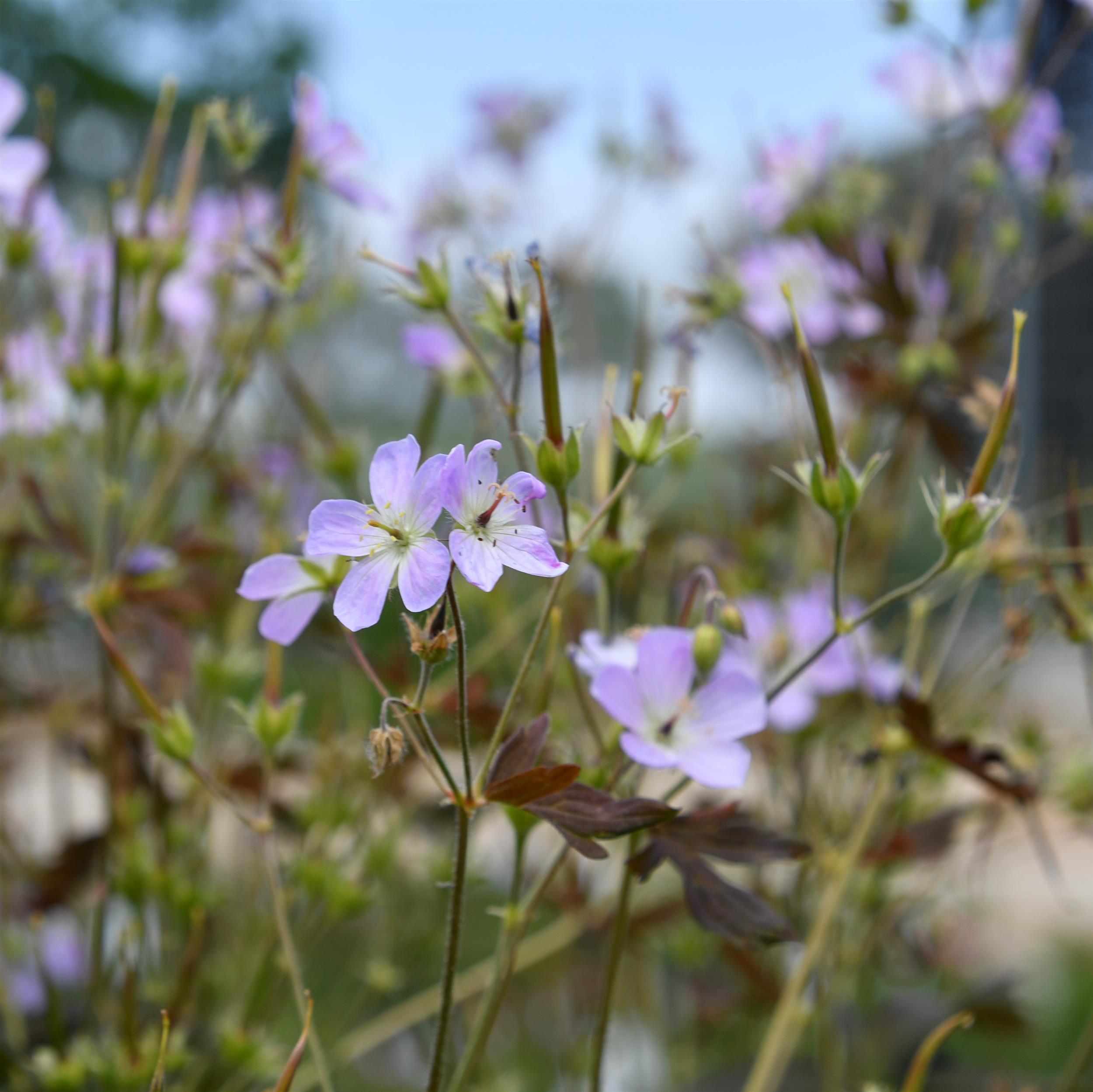 Geranium maculatum 'Espresso'