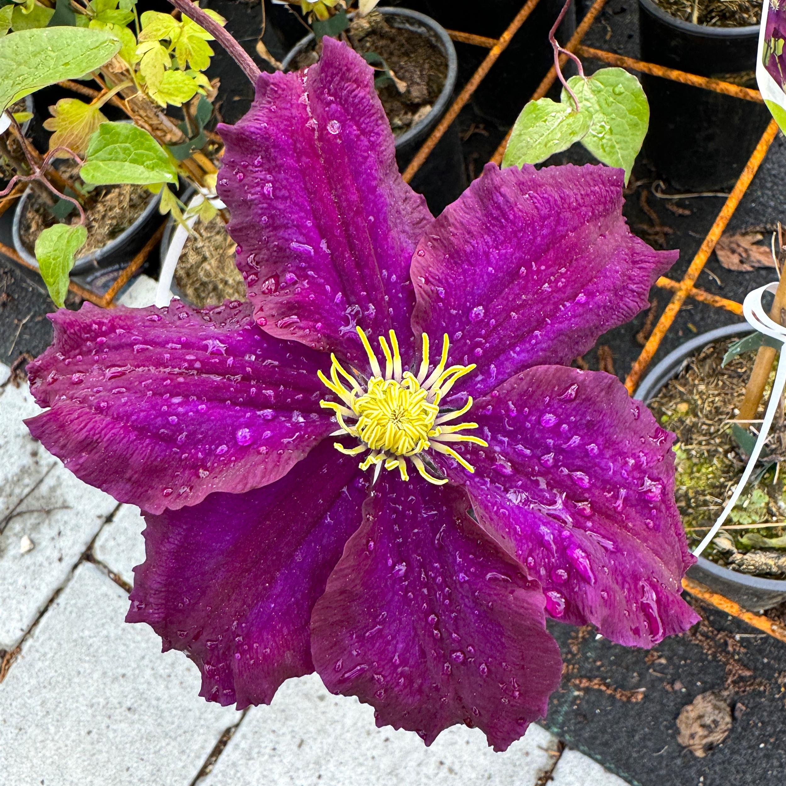 Clematis Warszawska Nike