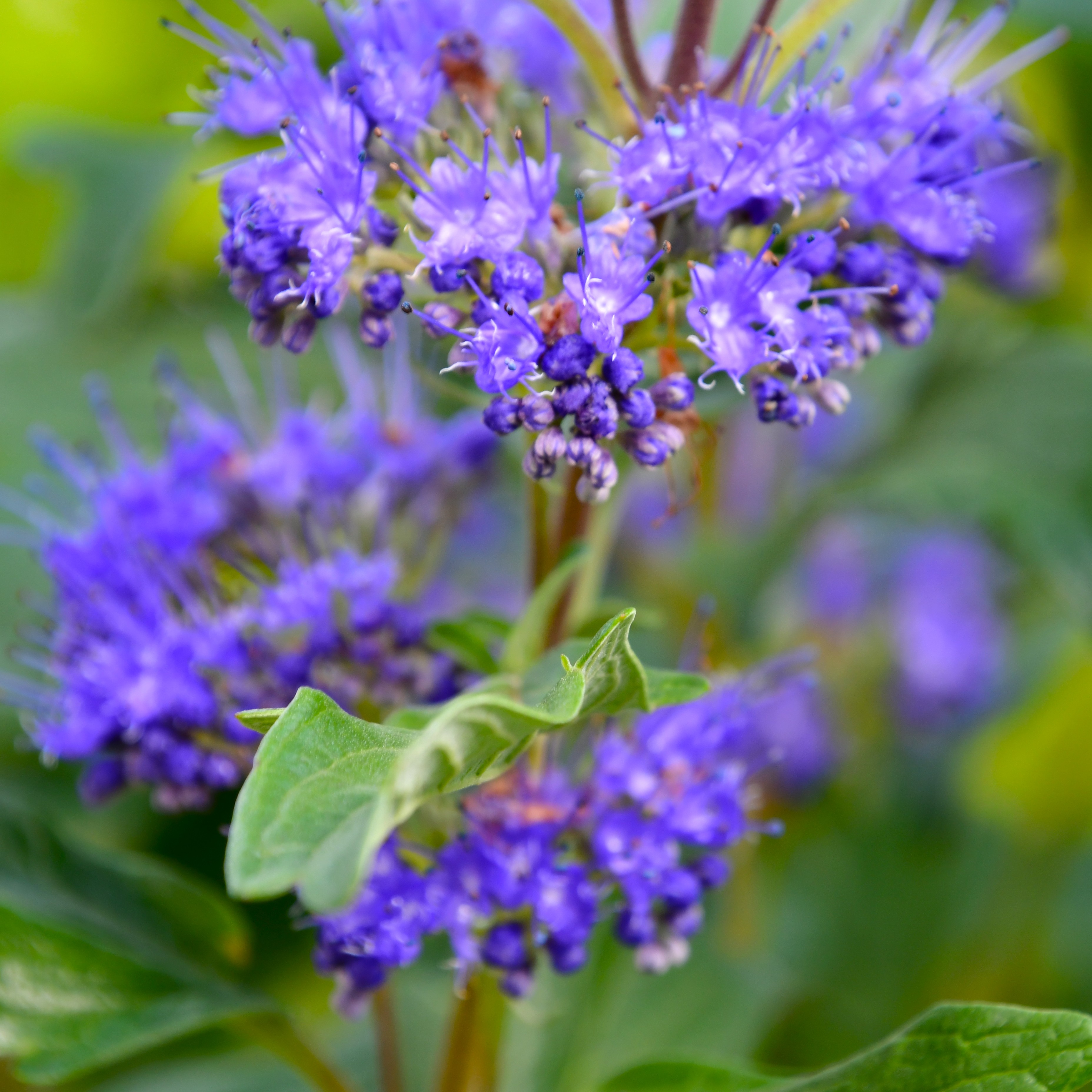 Caryopteris x clandonensis 'Grand Bleu'