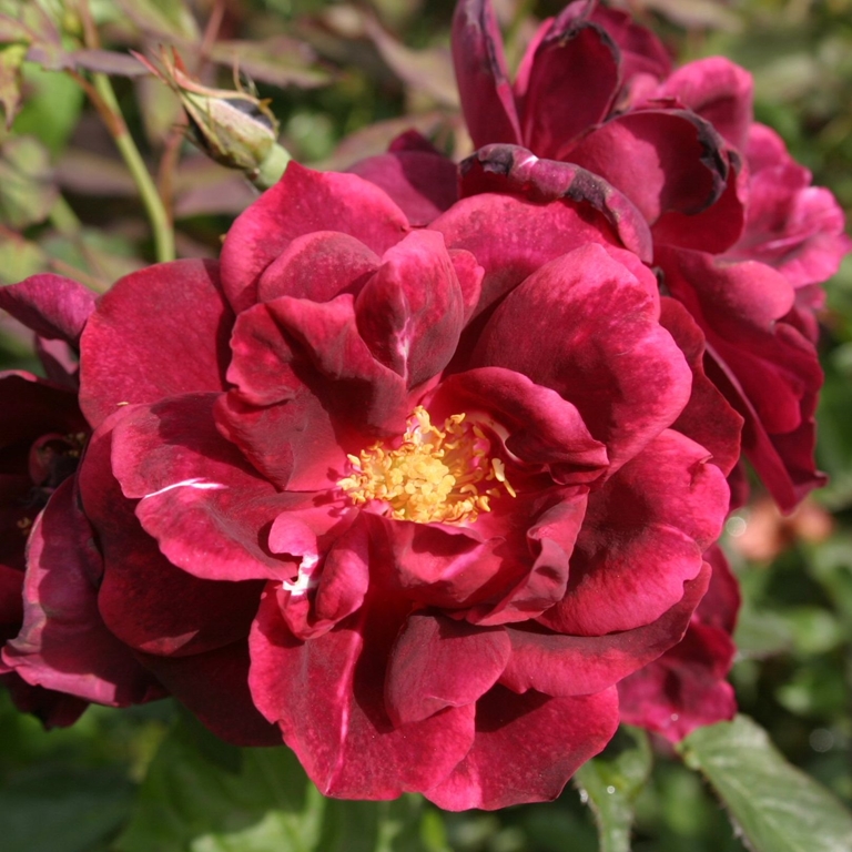 Burgundy Rambler