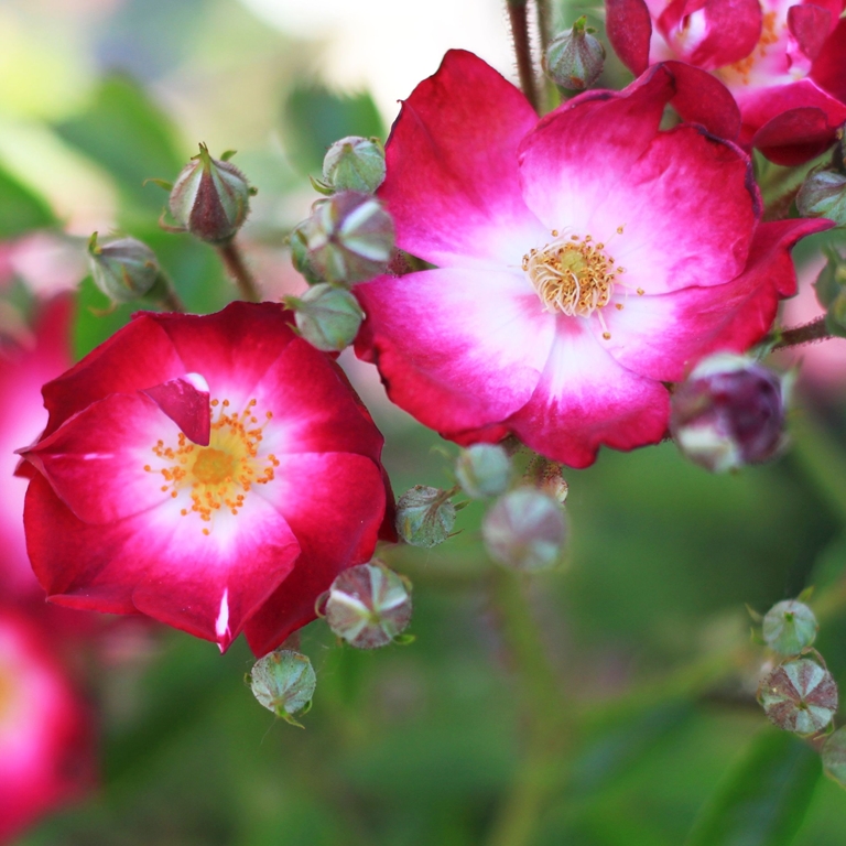 The Bishop´s Rambler