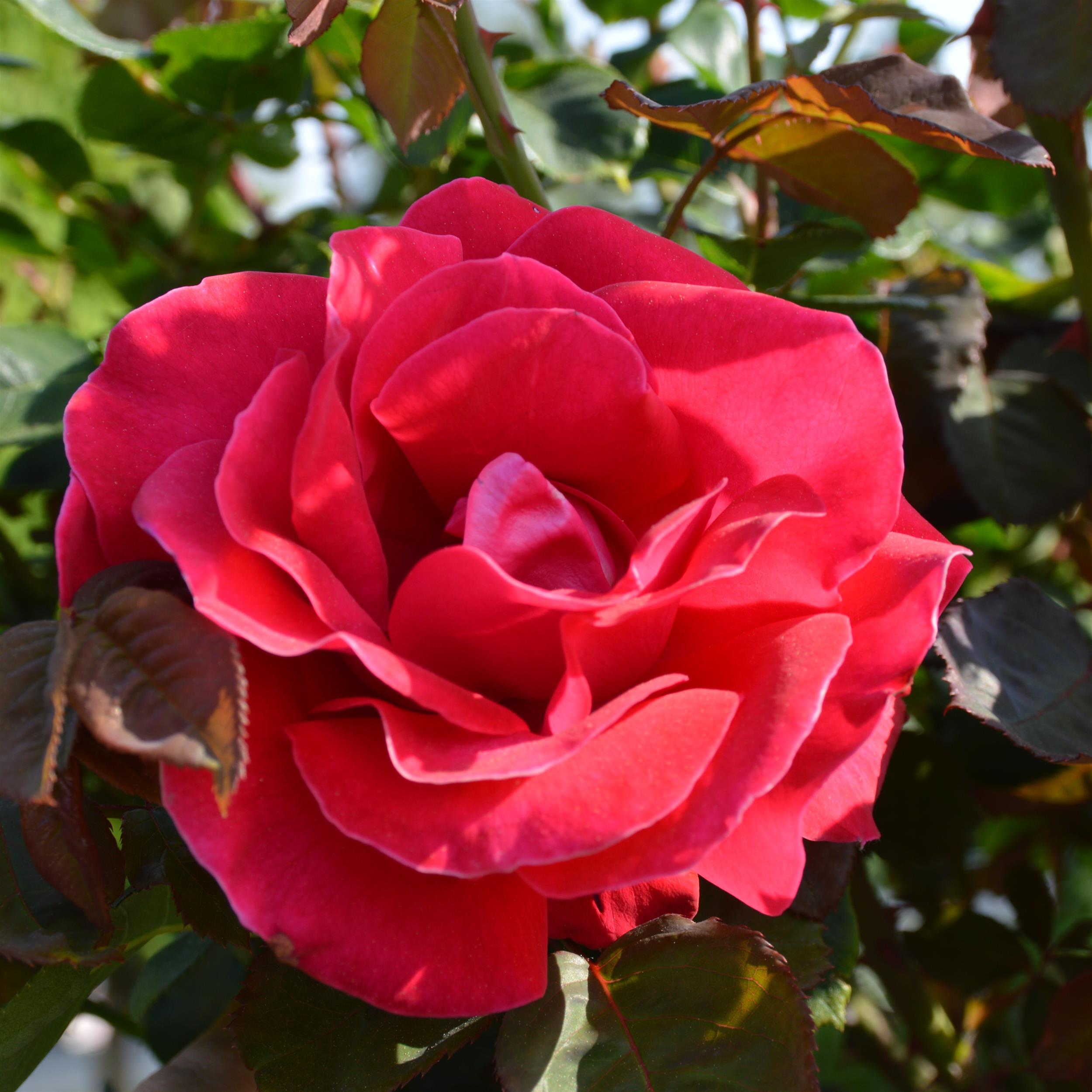 Rouge Meilove - Stammrose 60 cm