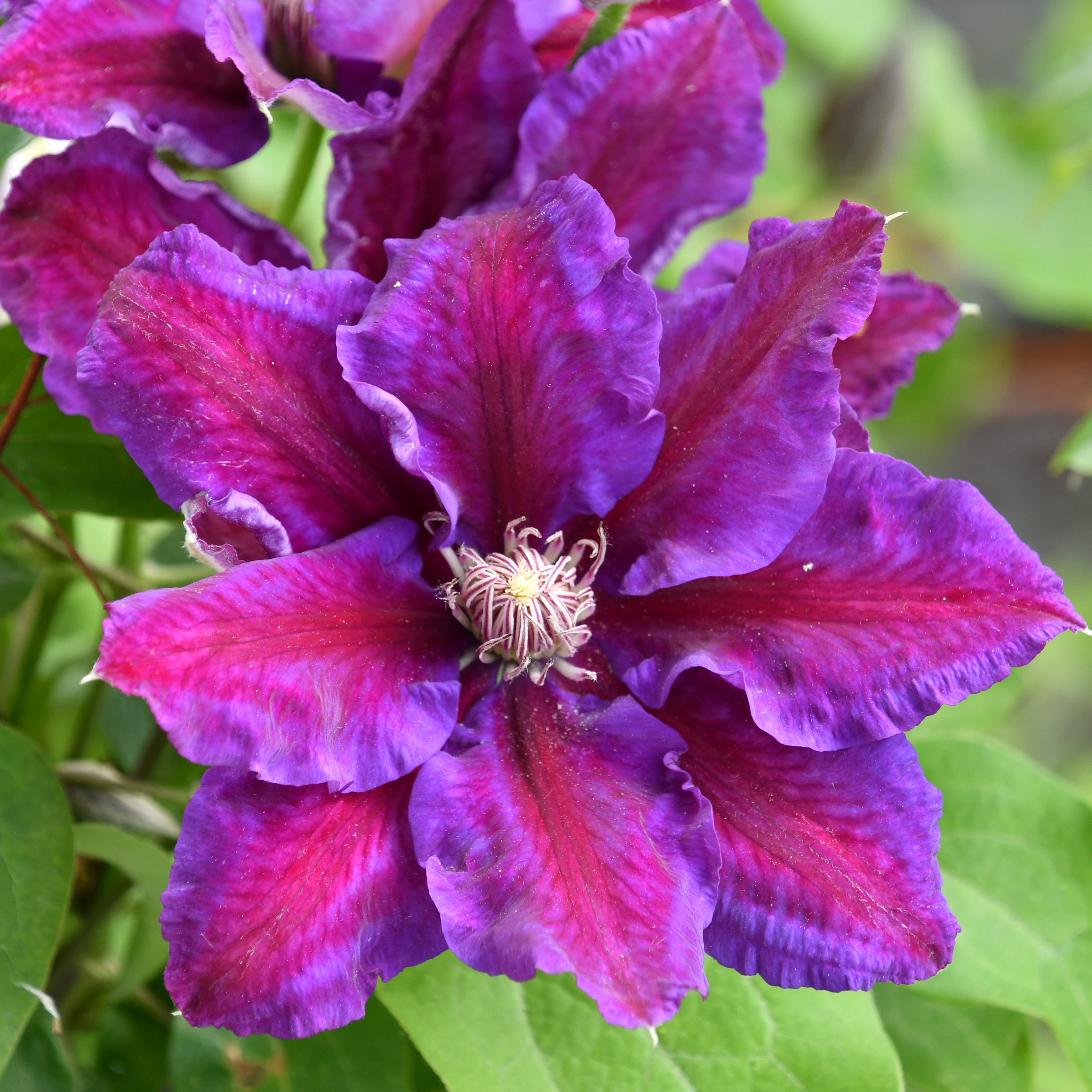 Clematis Hyb. Julka