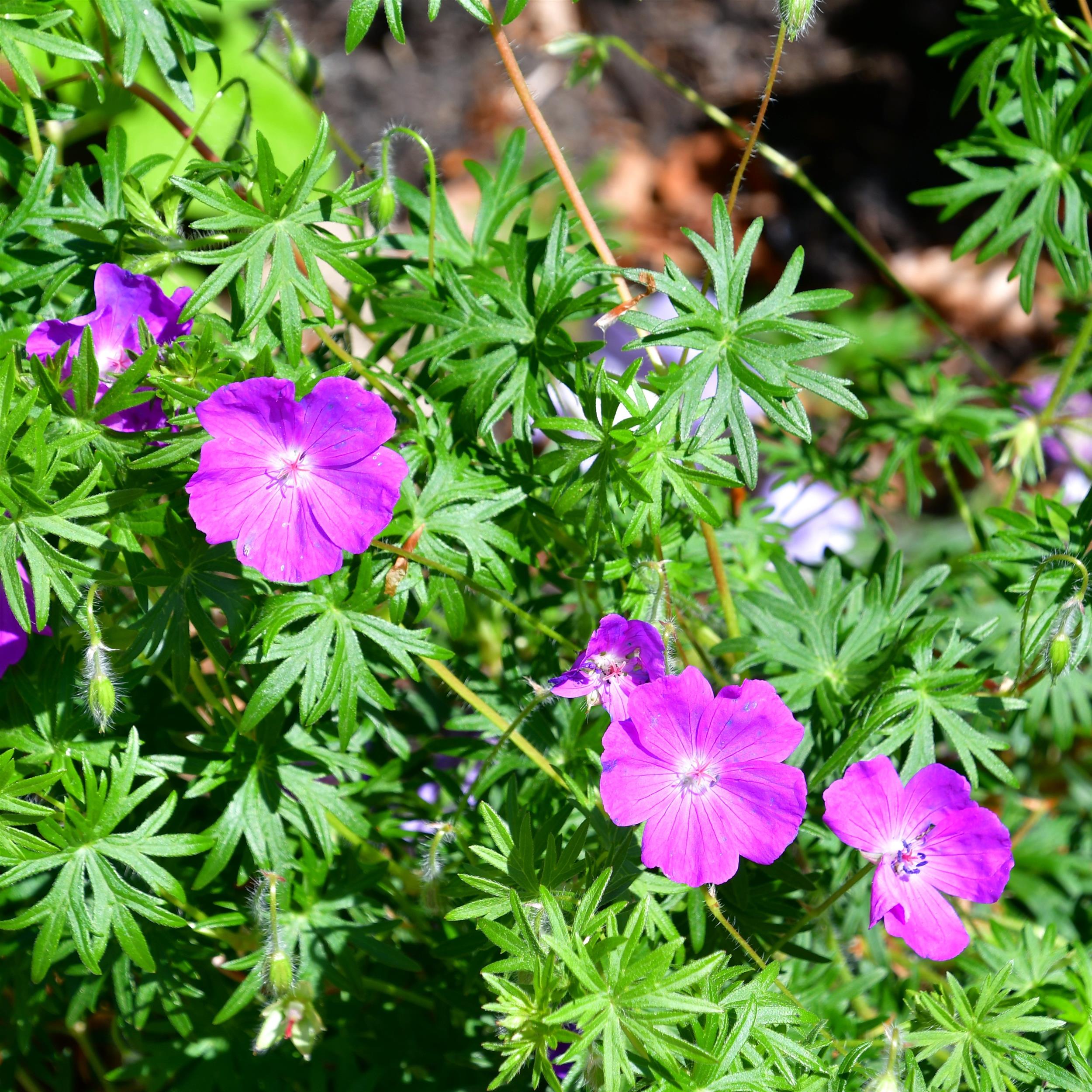 Geranium sanguineum 'Tiny Monster' 0,5L