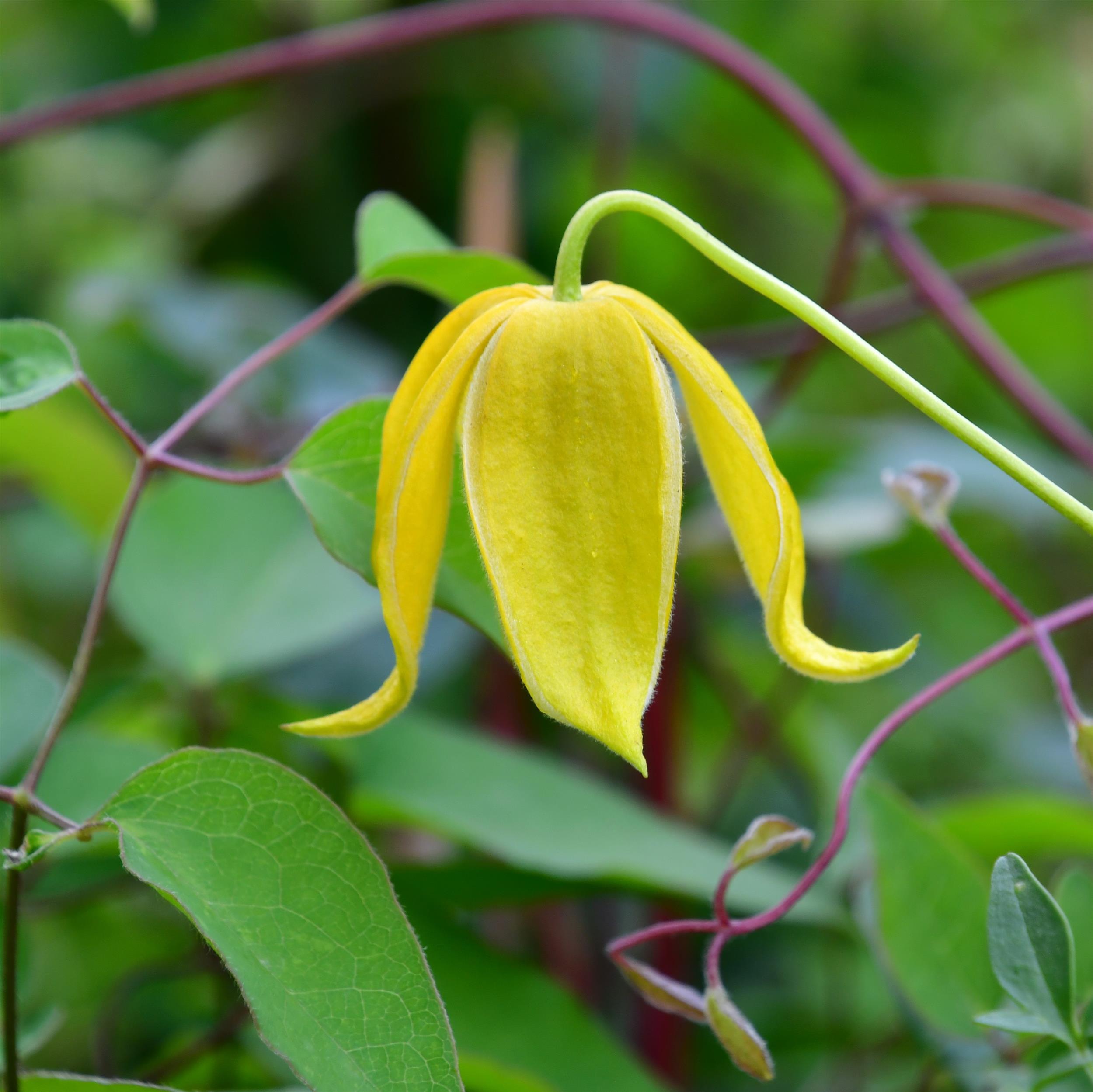 Clematis tangutica 'Helios'