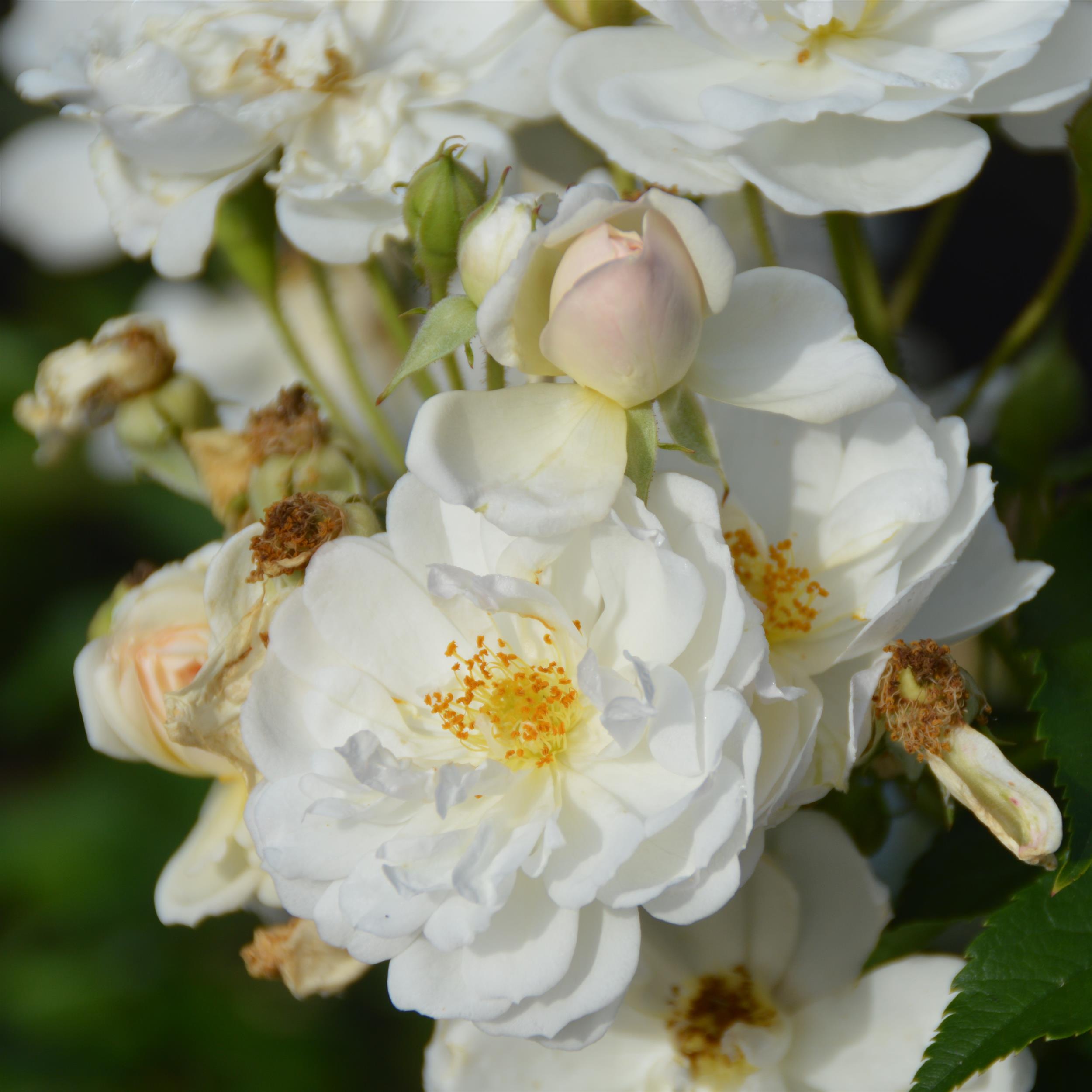 Penelope Hobhouse - Stammrose 110 cm