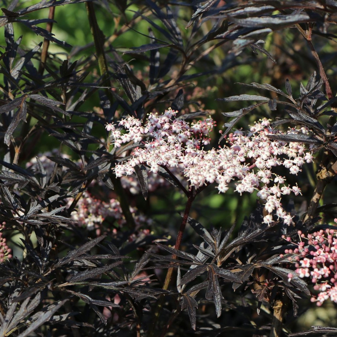 Sambucus nigra 'Black Lace' C5