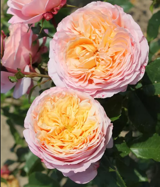 Domaine de Chantilly