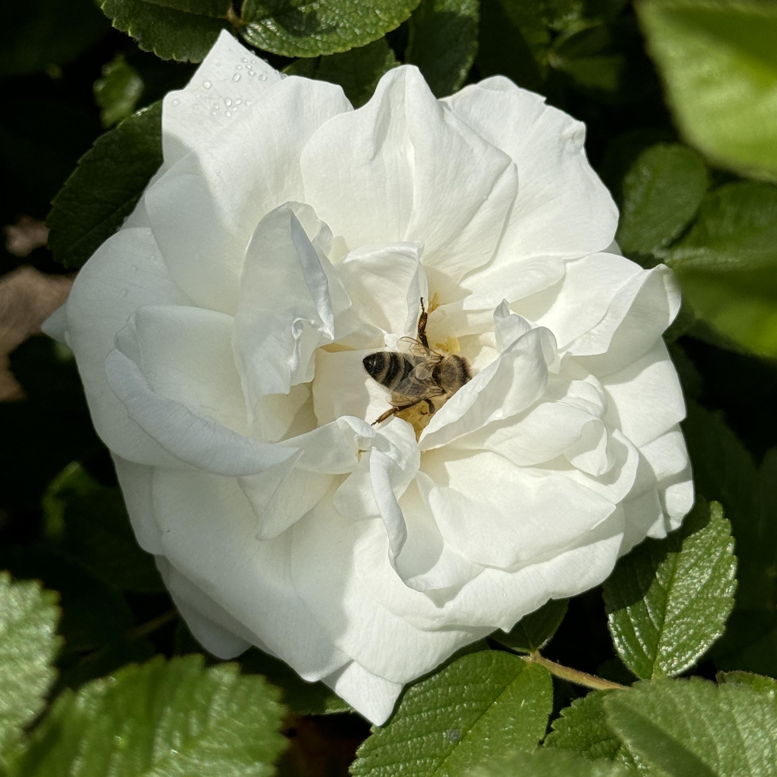 Marie Bugnet