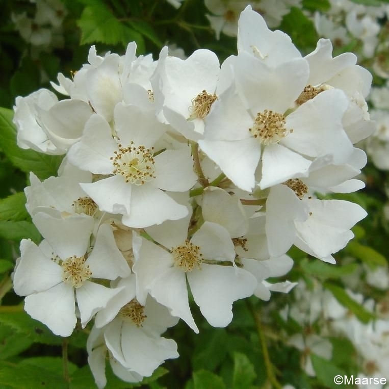 Rosa multiflora