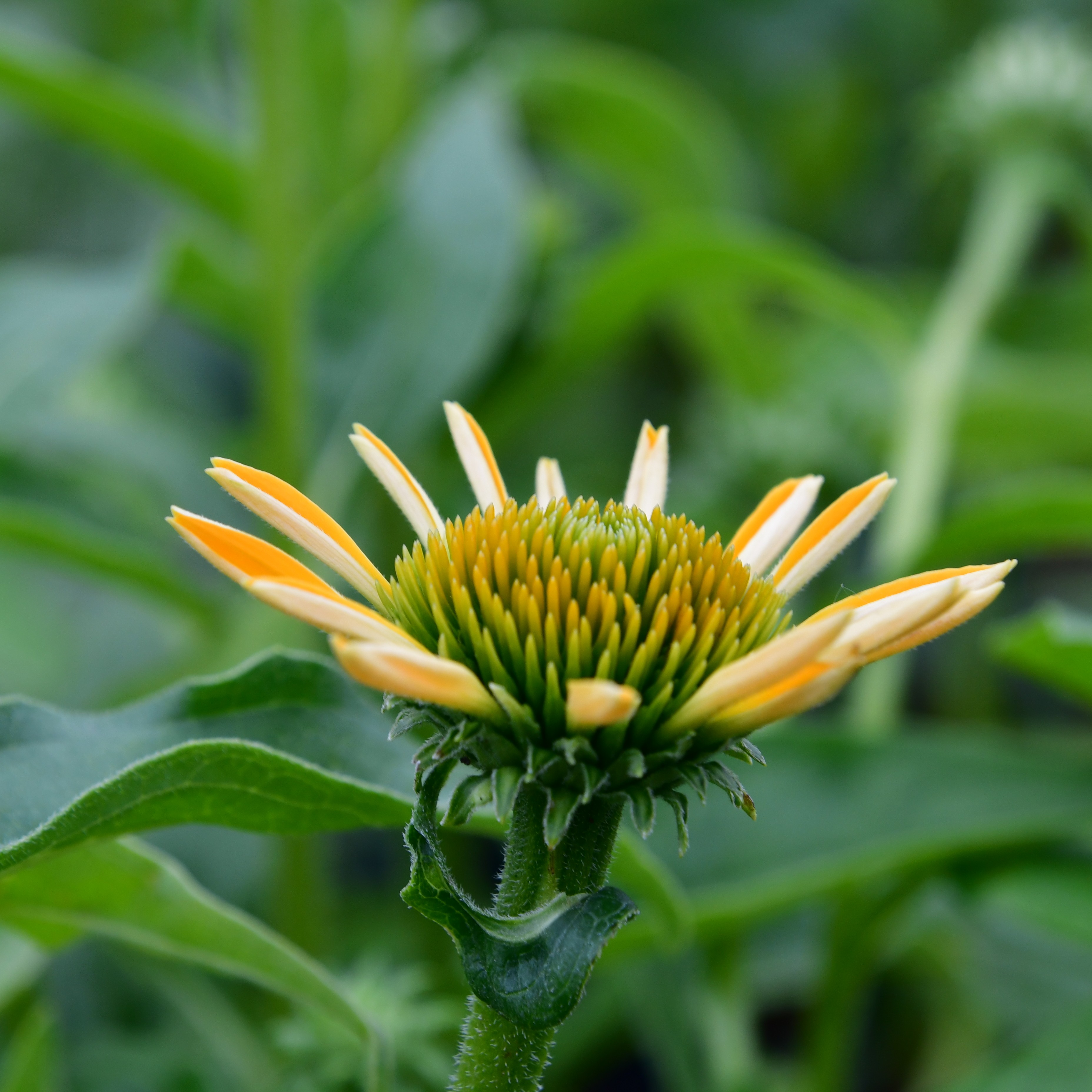 Echinacea purp. 'Skipper Gold' 1L