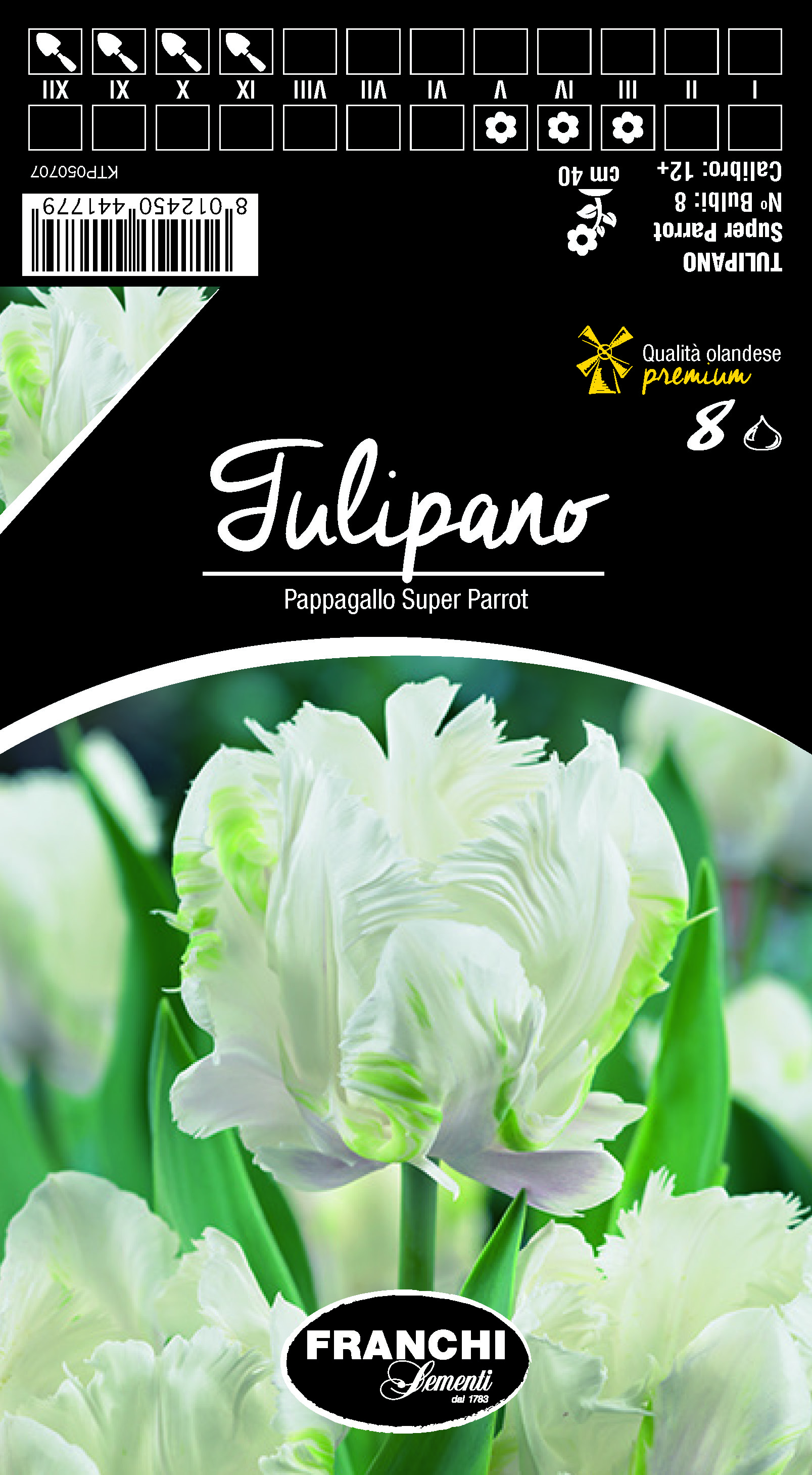 Tulpe Pappagallo Super Parrot