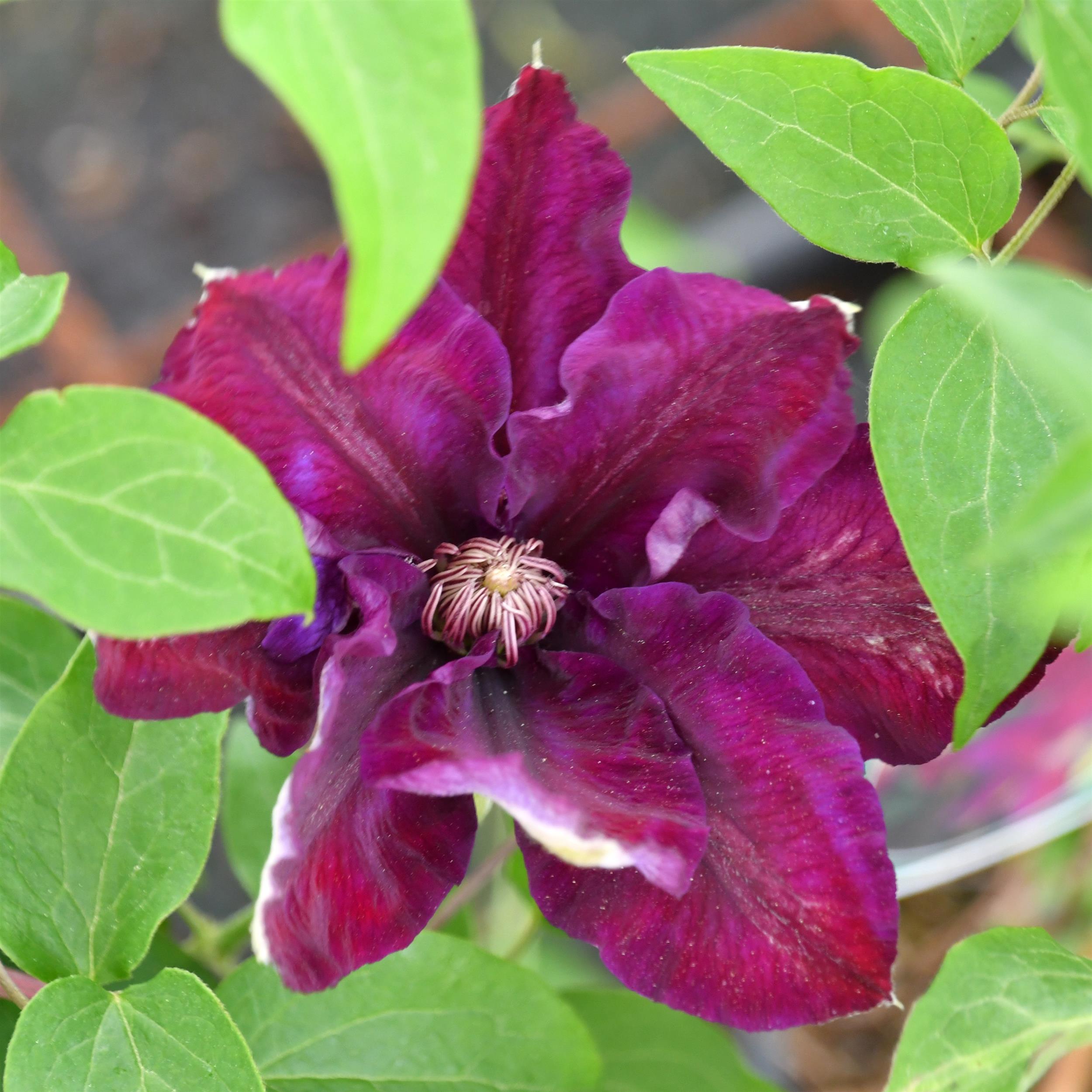 Clematis Hyb. Saalomon