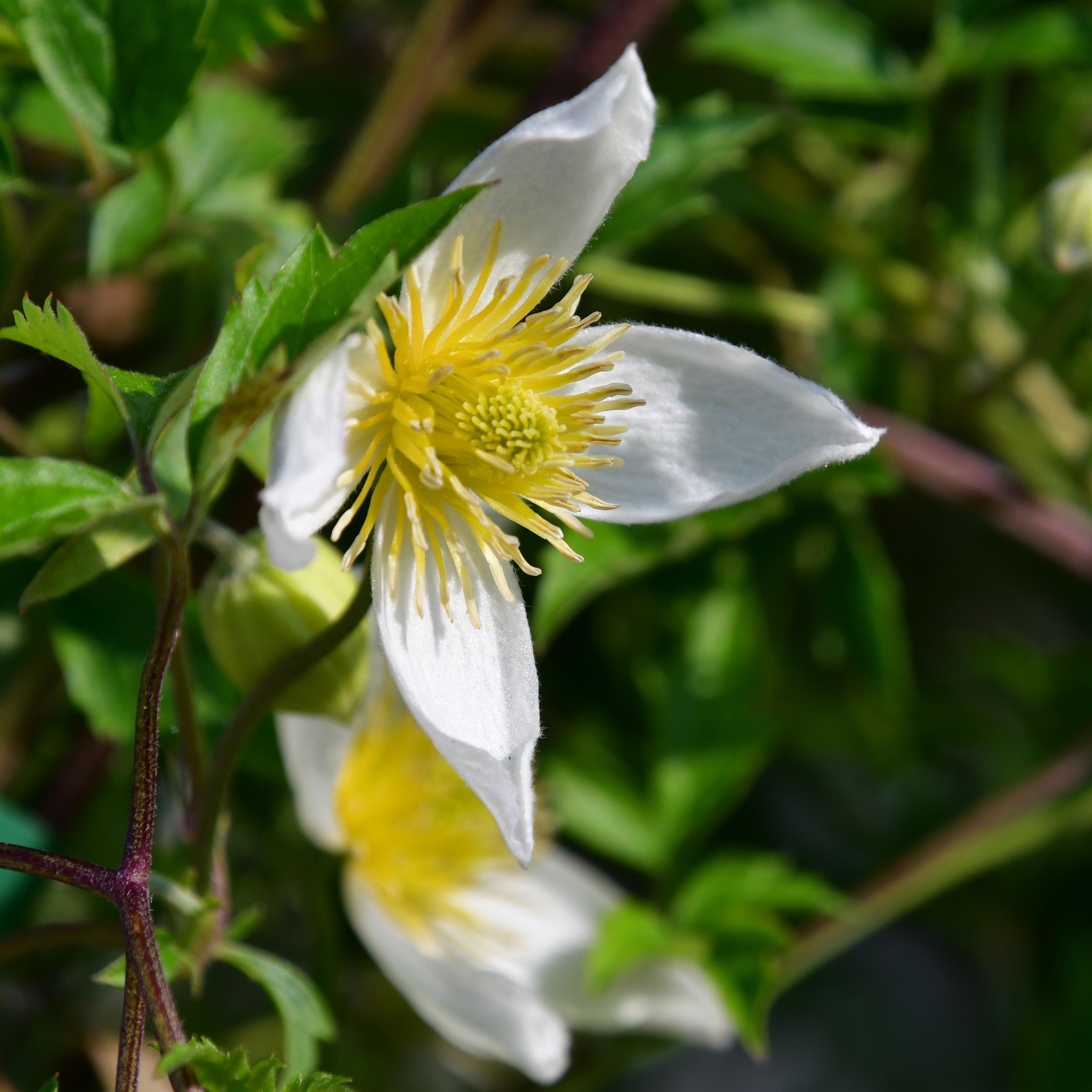 Clematis tangutica 'Anita'