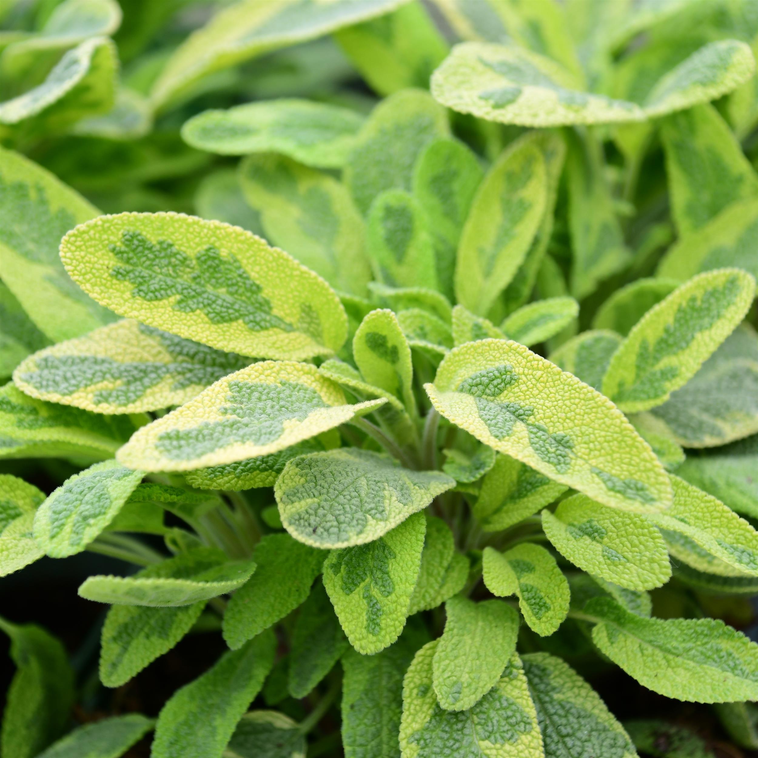 Salvia officinalis Icterina P1 max