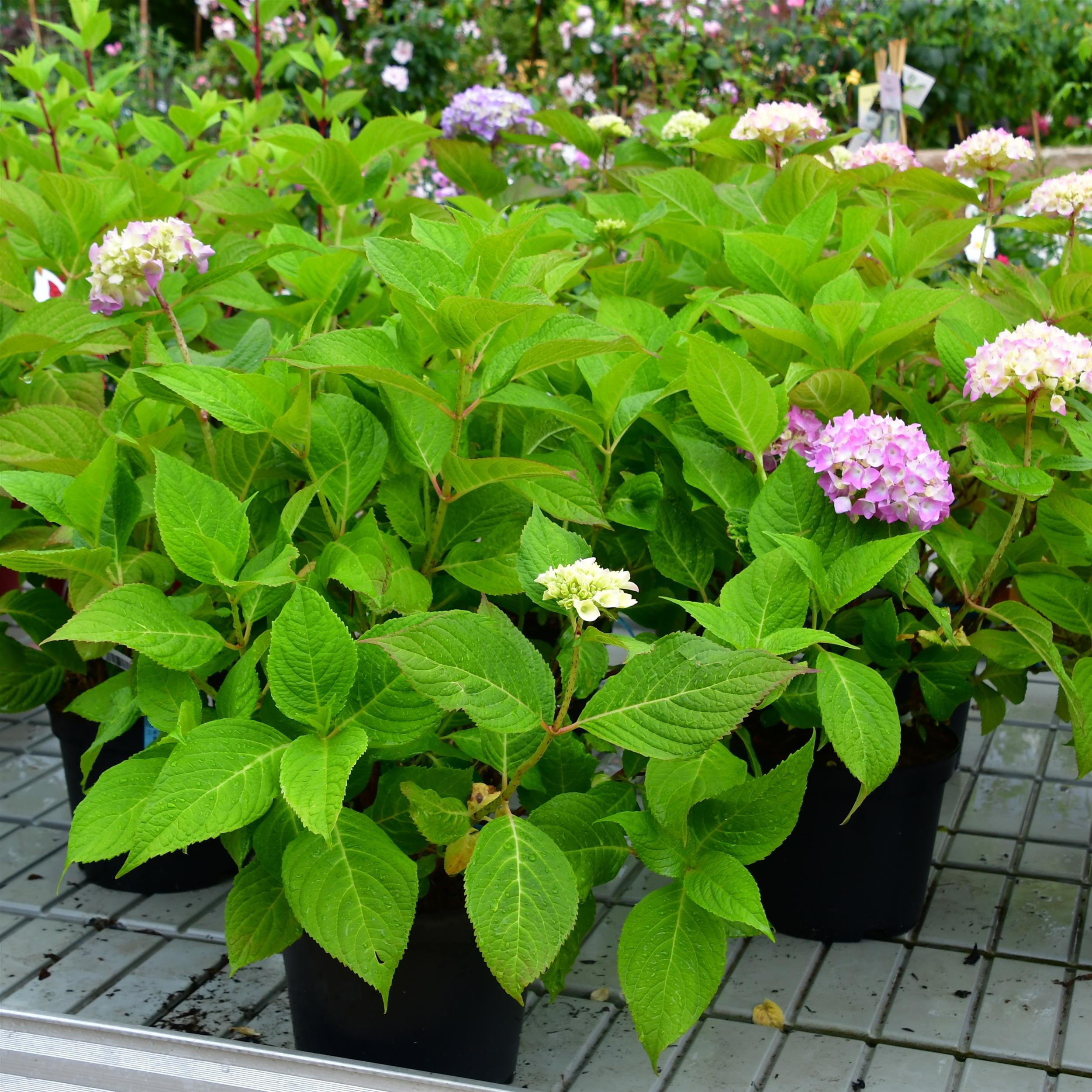 Hydrangea Endless Summer The Original