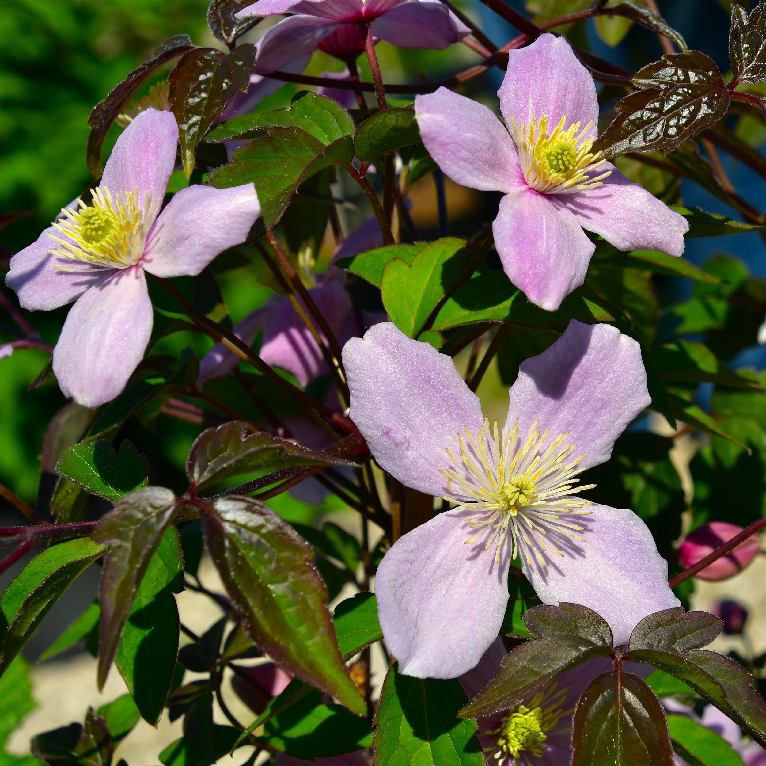 Clematis montana 'Odorata'