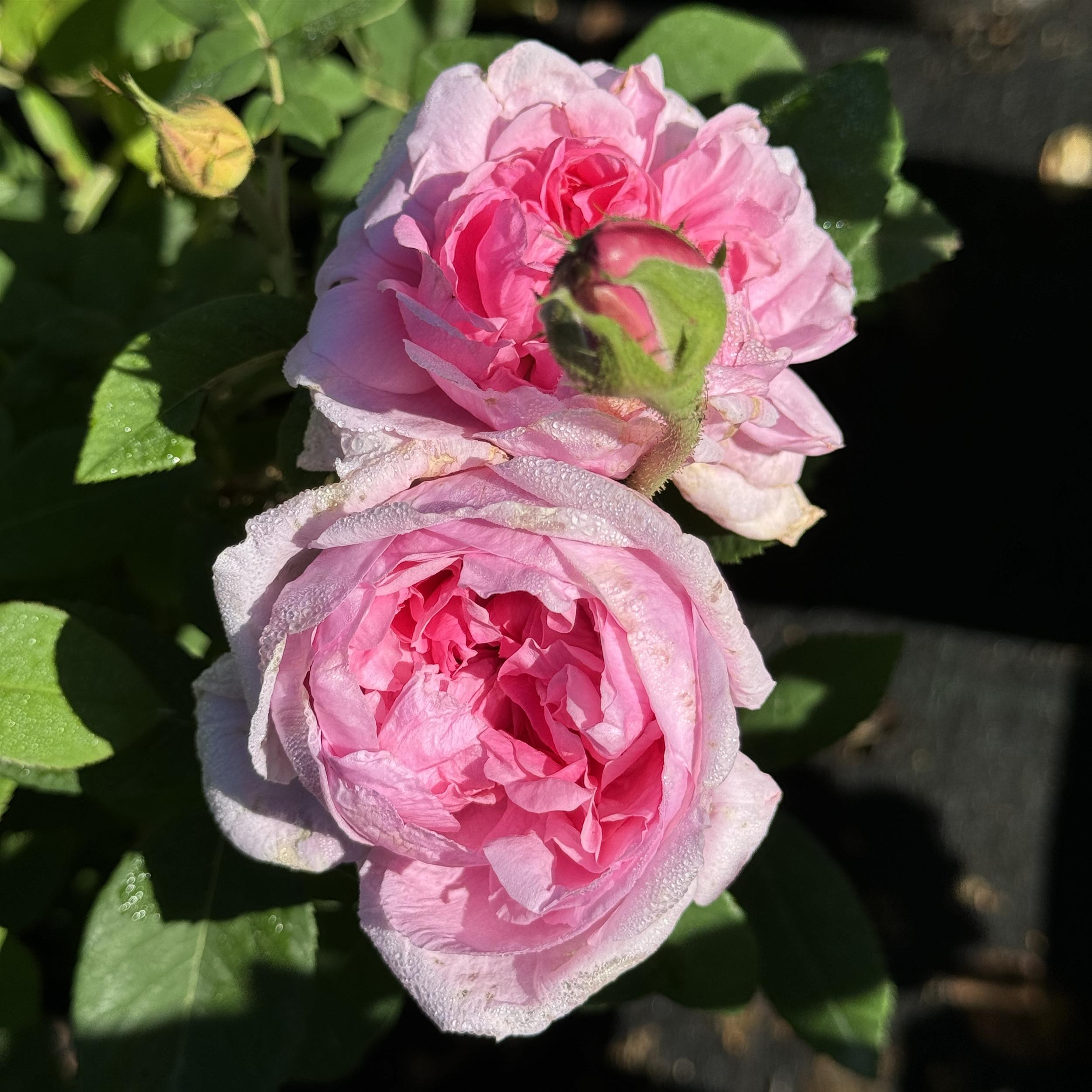 Comte de Chambord