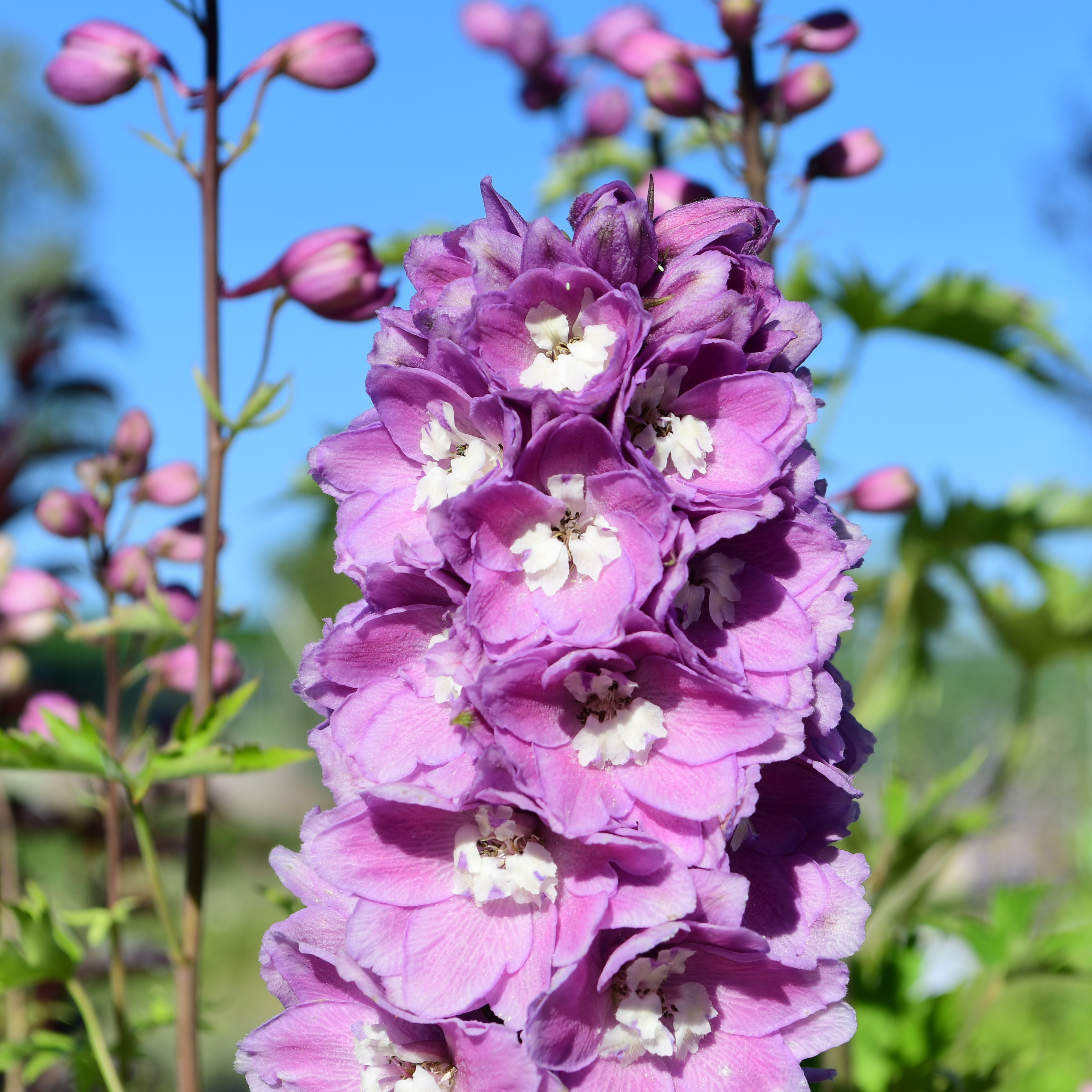 Delphinium Pacific 'Astolat' P1