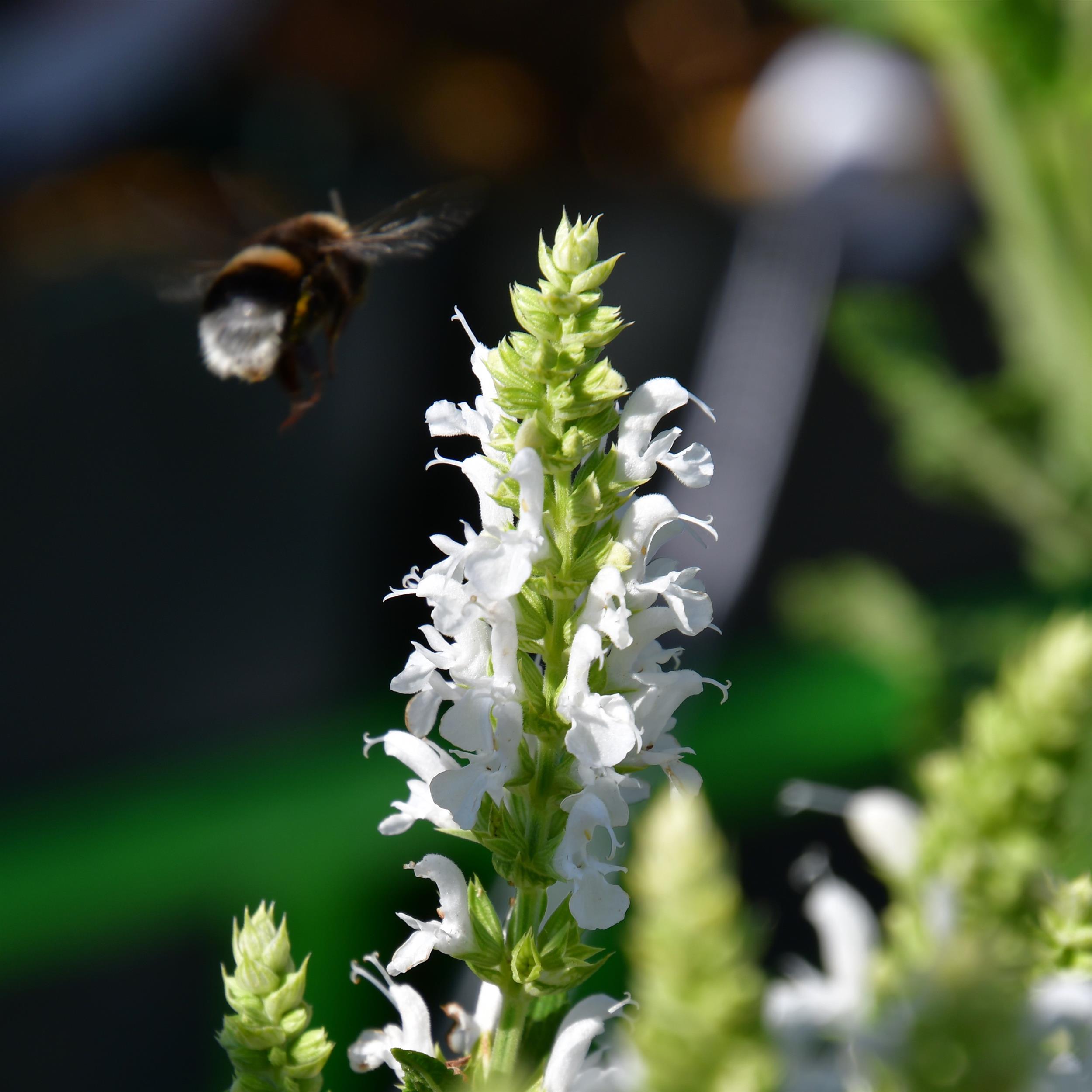Salvia nemorosa 'Adrian'/Schneehügel 2L