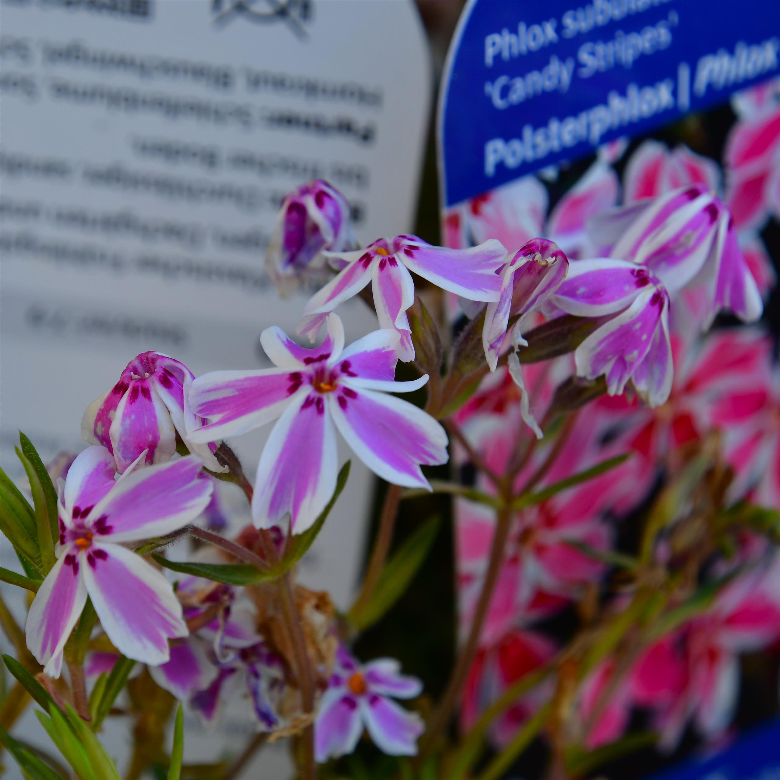 Phlox Candy Stripes